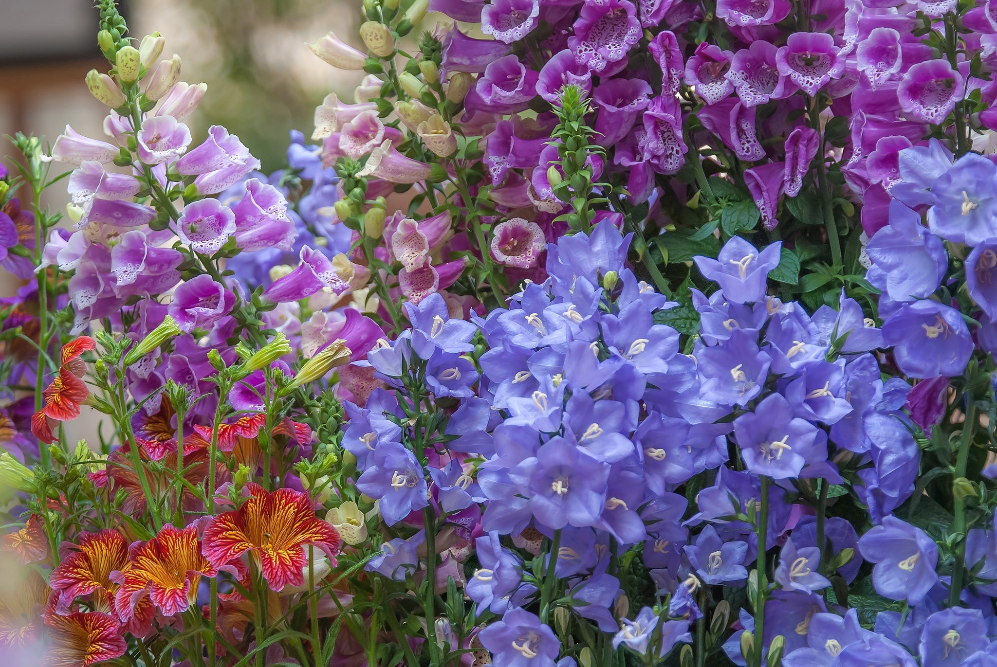 digitalis, 1080P, salpiglossis, bells, HD Wallpaper