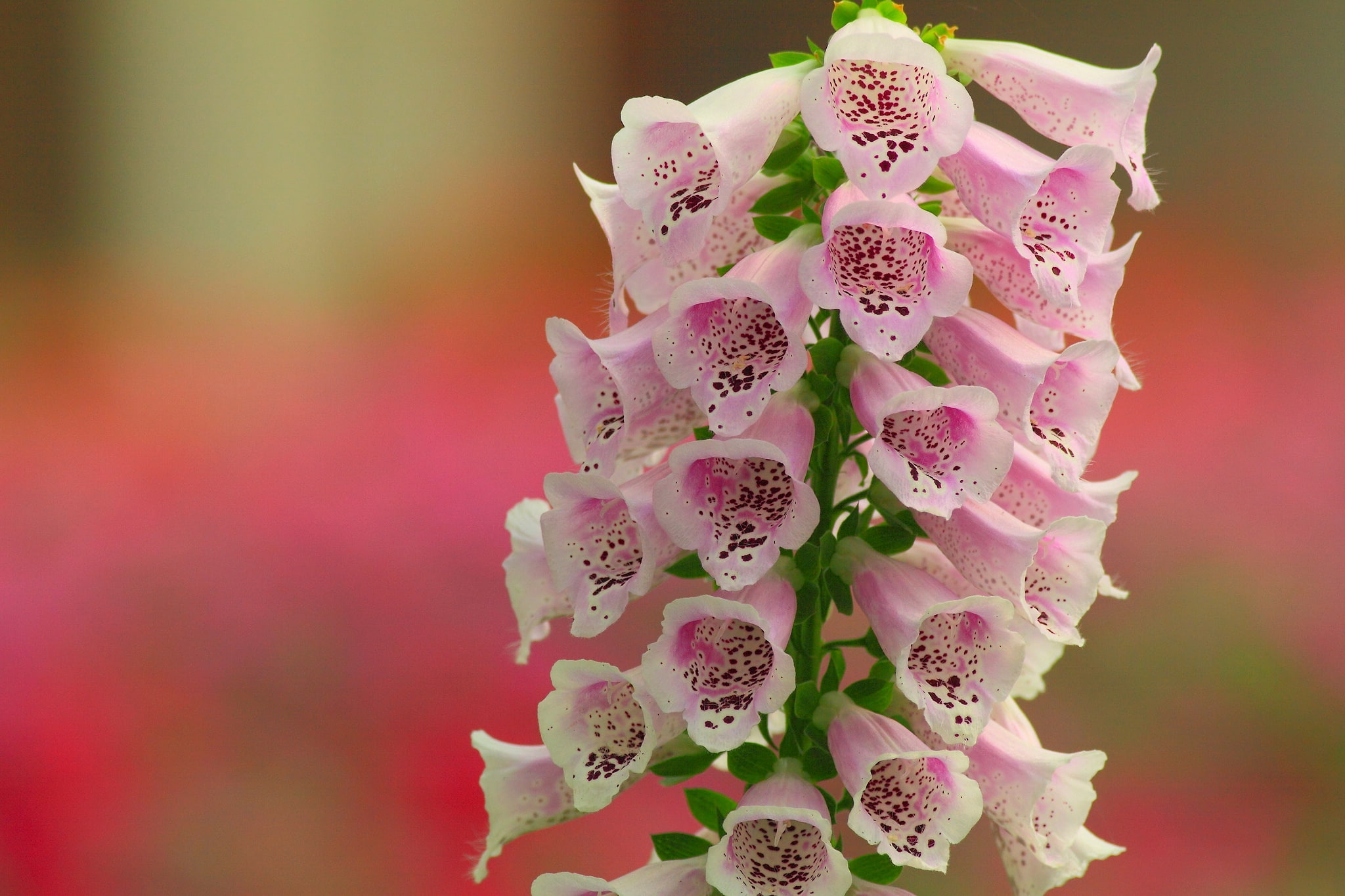 close-up, plant, nature, softness, pattern, inflorescence, vulnerability, digitalis, Flowers, flower, freshness, flower head, no people, bunch of flowers, HD Wallpaper