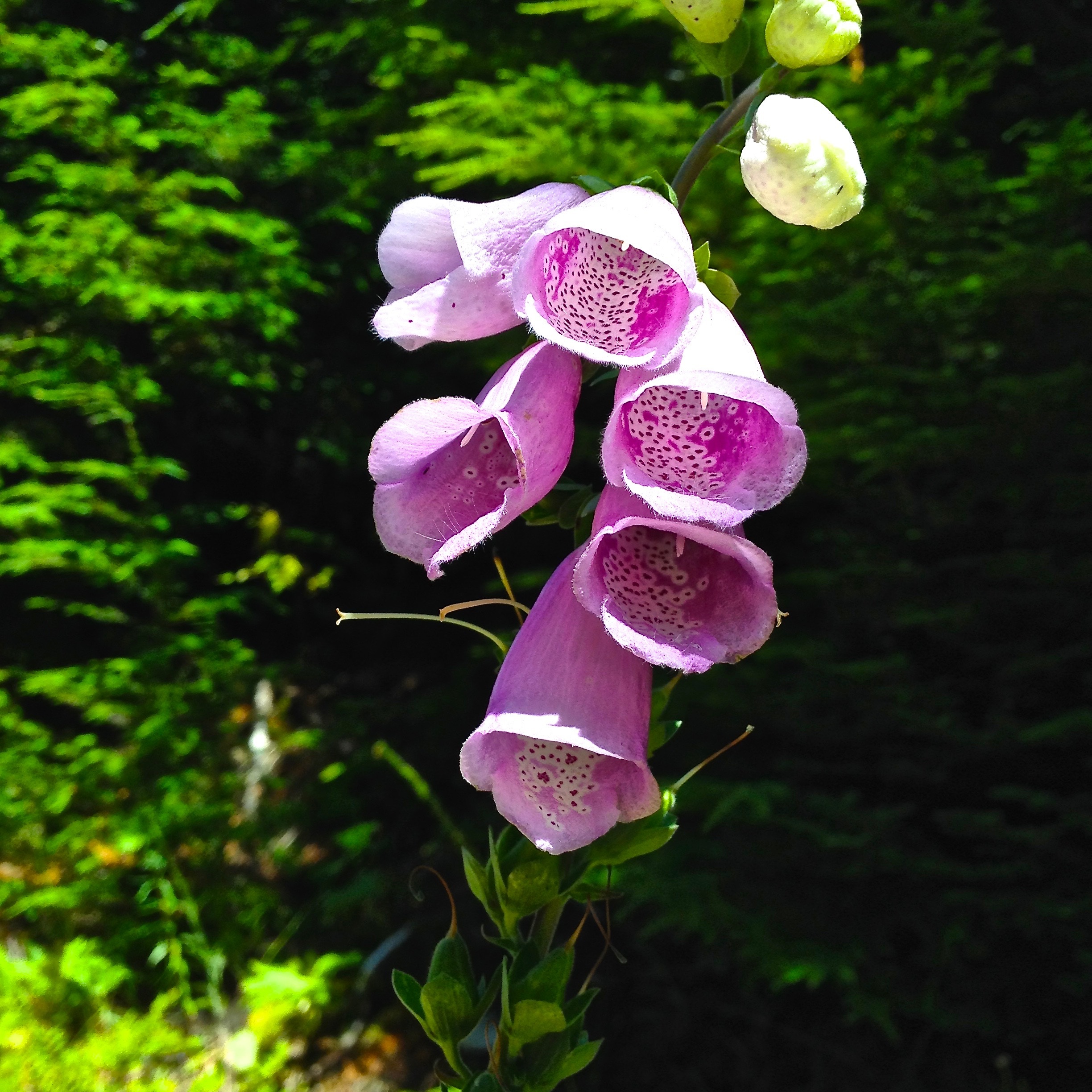 digitalis, growth, inflorescence, flowering plant, wildflower, fragility, outdoors, green, pink, medicinal, freshness, natural, botany, outdoor, 1080P, Phone HD Wallpaper