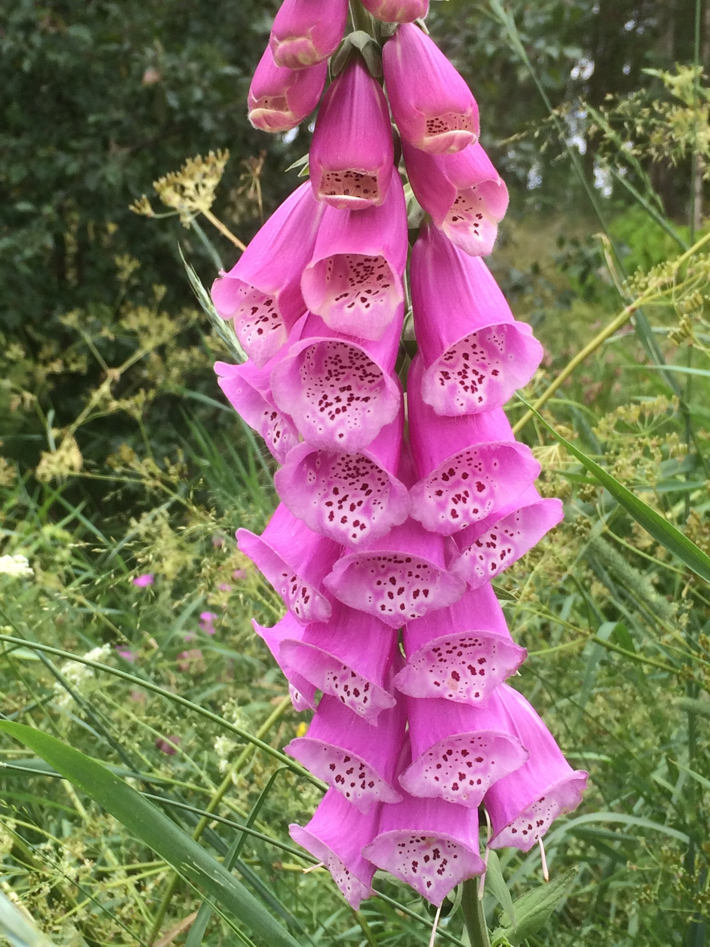 toxic flower, no people, outdoors, day, digitalis, field, pink color, land, grass, vulnerability, close-up, 2K, flowering plant, pink watches, nature, Phone HD Wallpaper