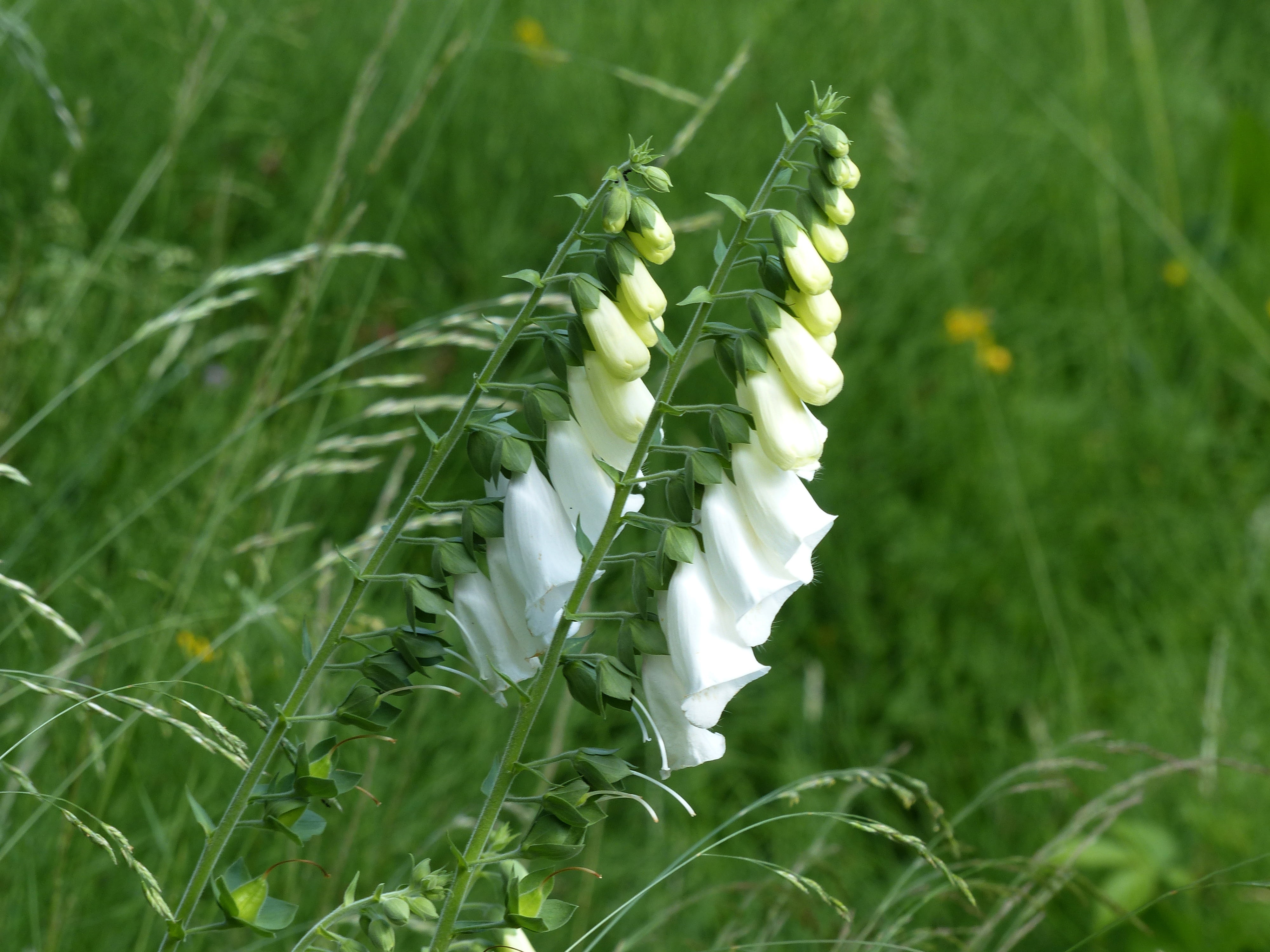 leaf, white color, field, no people, flower, bell, photography, nature, grass, flowers, selective, fragility, focus on foreground, vulnerability, white, HD Wallpaper