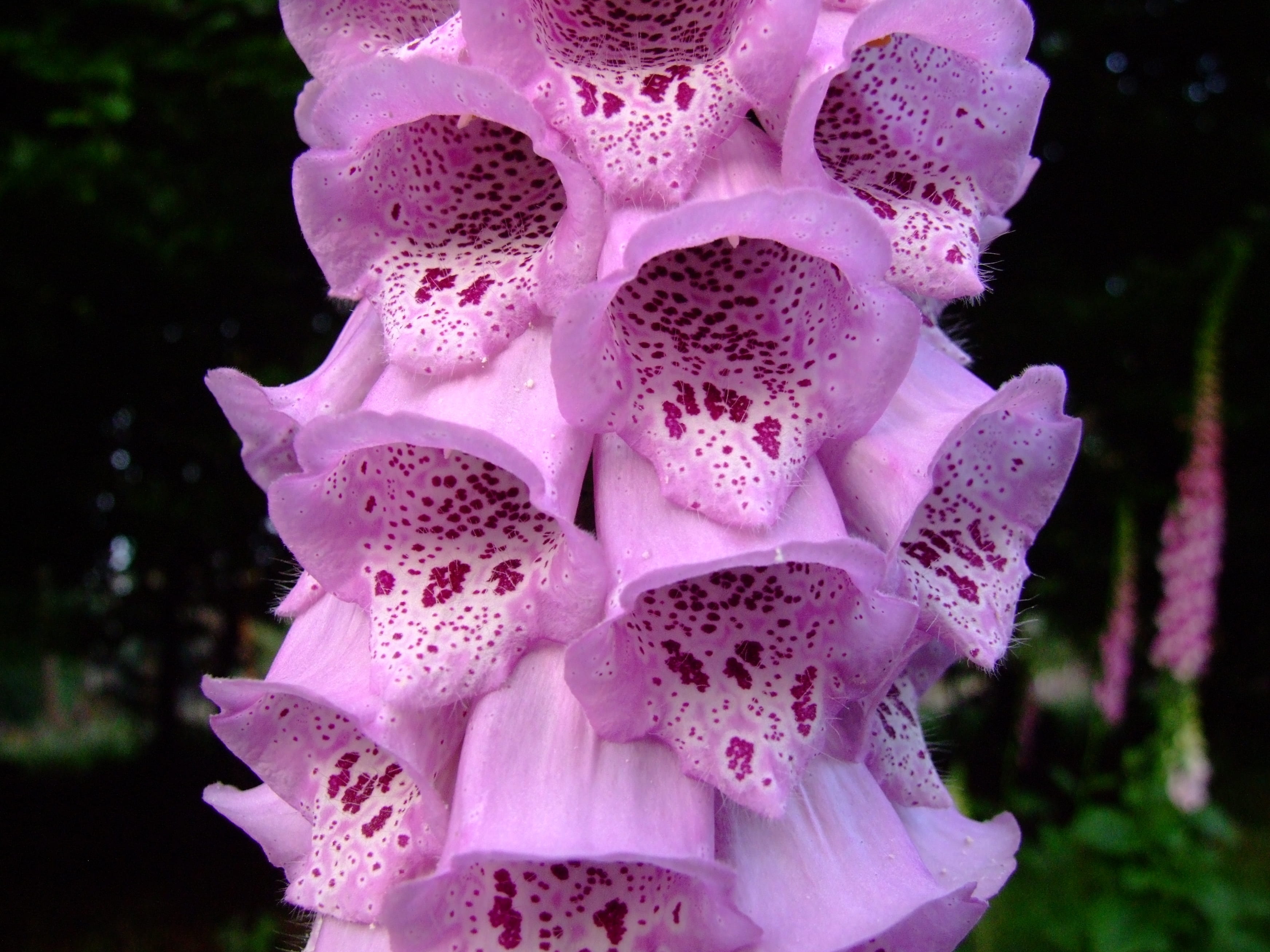 nature, vulnerability, pink color, flowering plant, day, plant, fragility, outdoors, pink, flower head, growth, 2K, digitalis, petal, inflorescence, freshness, HD Wallpaper