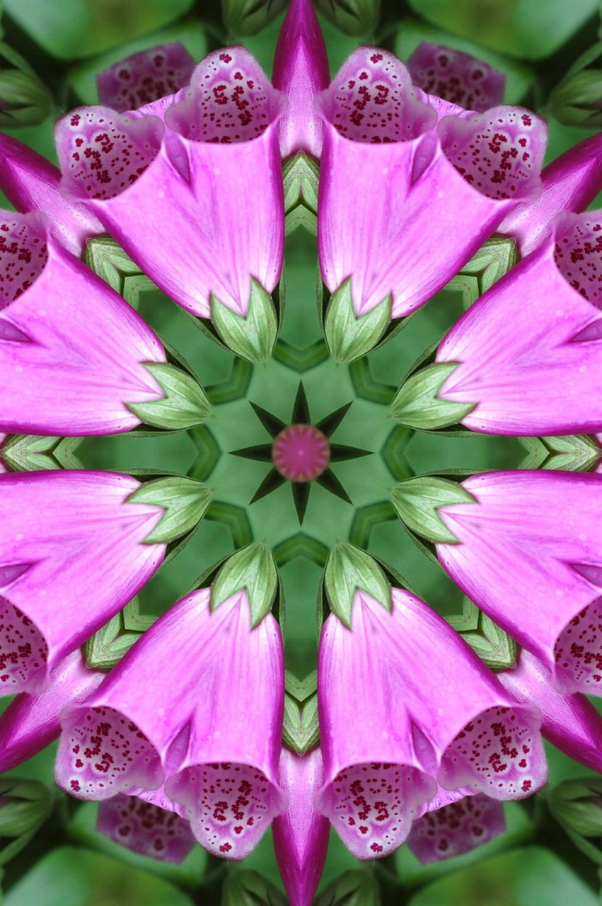 lotus water lily, symmetry, pink, 720P, plant, backgrounds, freshness, petal, beauty in nature, nature, vulnerability, inflorescence, kaleidoscope, pink color, Phone HD Wallpaper