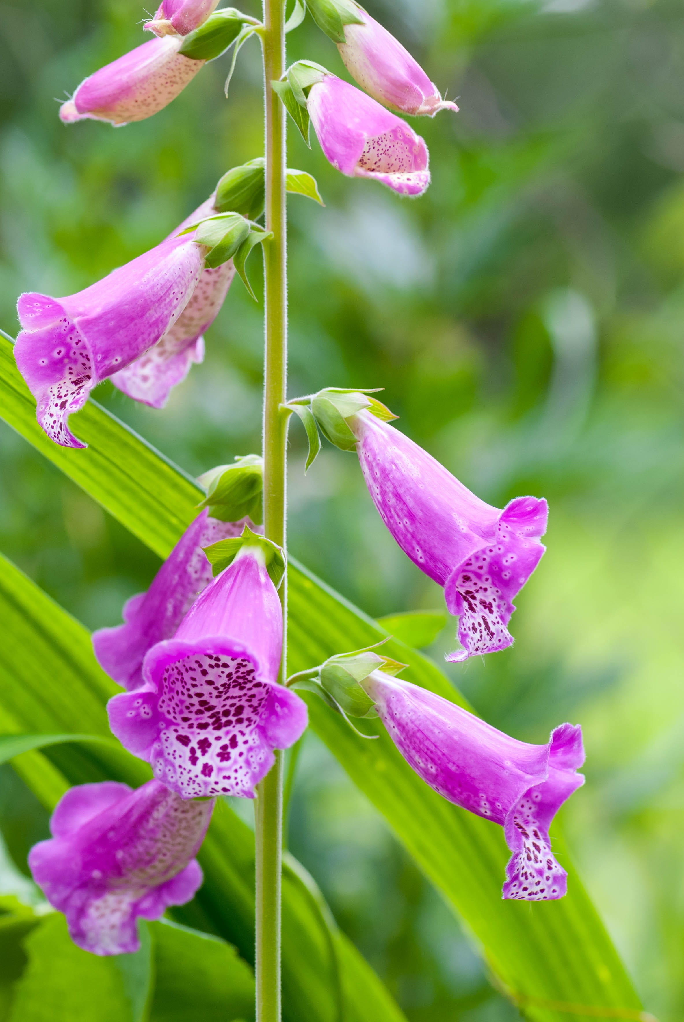 digitalis, plant, day, no people, purple, flowering plant, fragility, nature, bright, summer, lovely, plant part, vulnerability, freshness, flower head, Phone HD Wallpaper