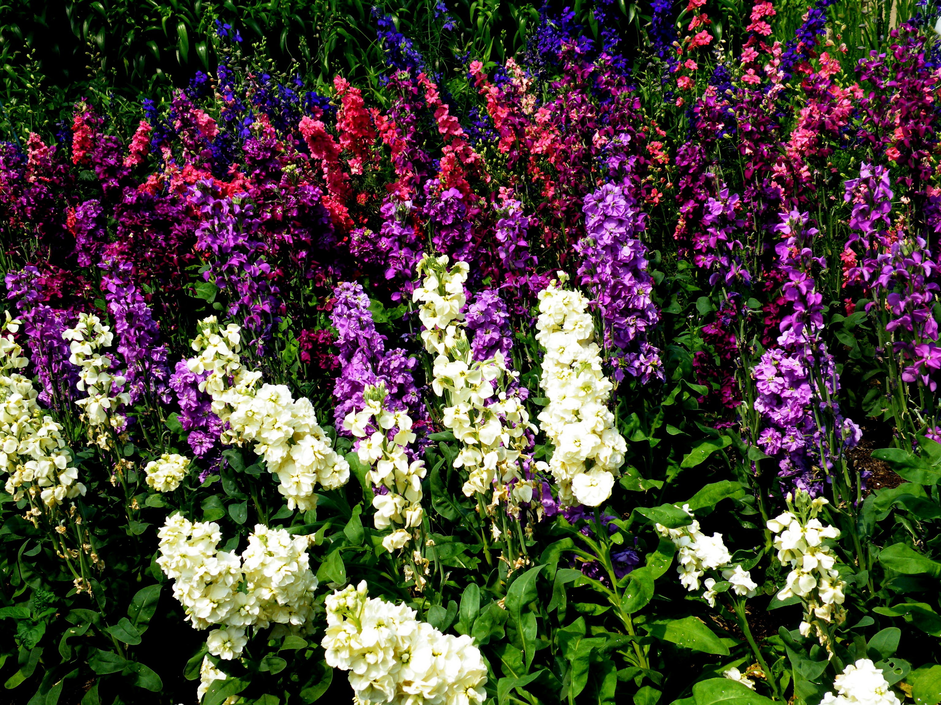 digitalis, 2K, HD Wallpaper