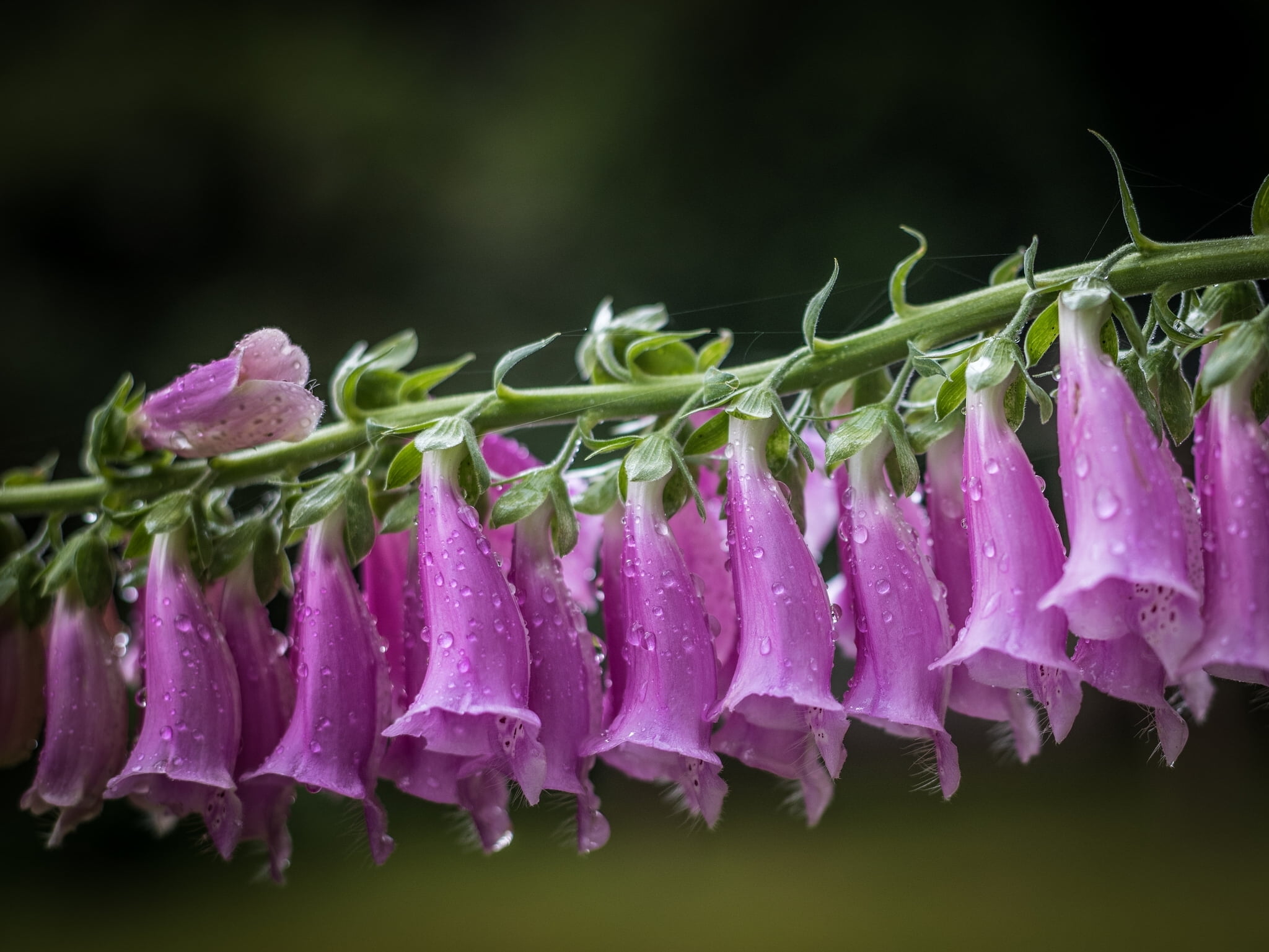 1080P, macro, digitalis, HD Wallpaper
