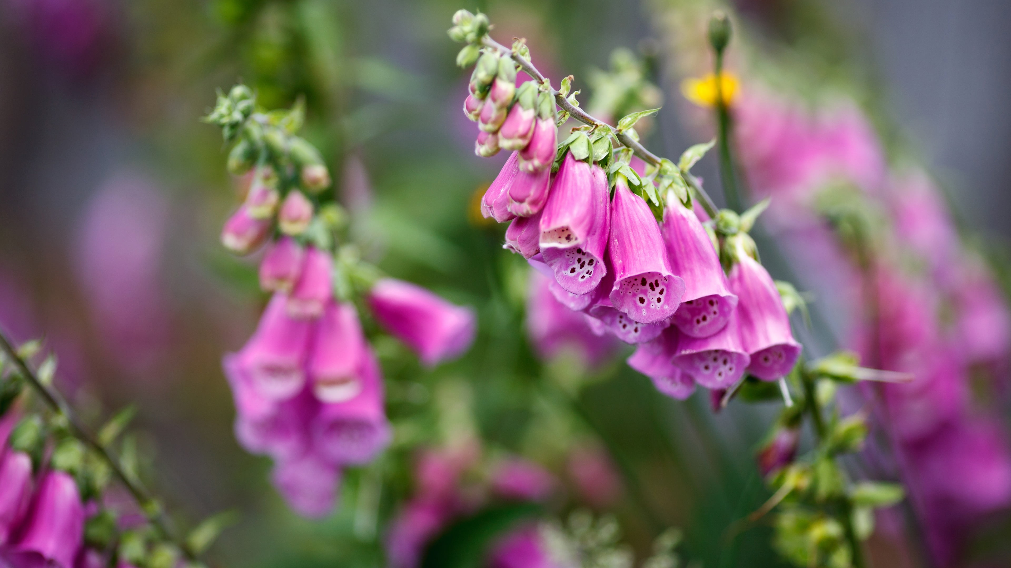background, digitalis, flowers, garden, pink, meadow, summer, bokeh, 4K, HD Wallpaper