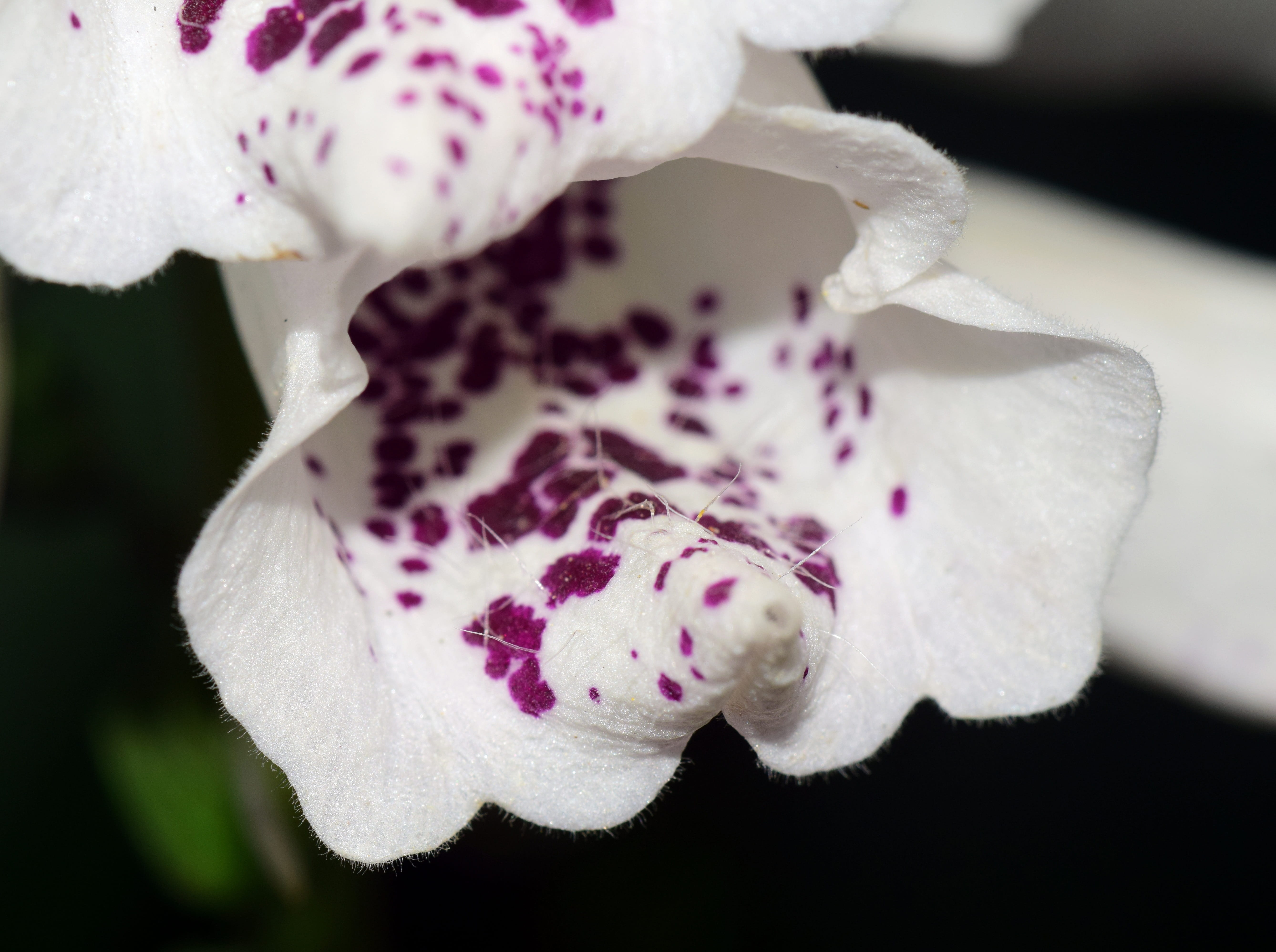 nature, freshness, close up, beauty in nature, flower head, nature conservation, flowering plant, vulnerability, flora, plant, focus on foreground, flower, HD Wallpaper