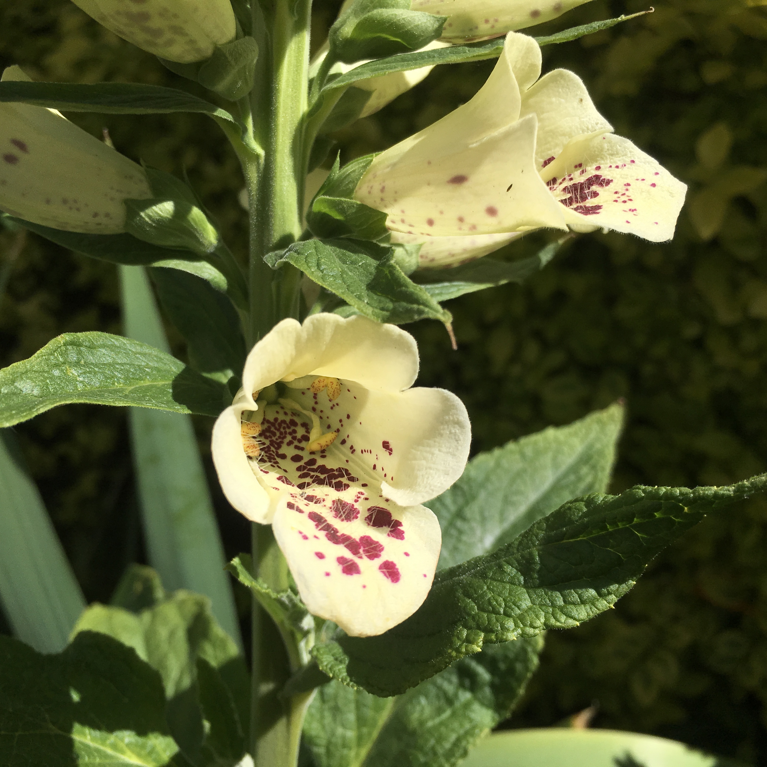 pollination, spring, vulnerability, flower head, flower, dalmatian, plant part, fragility, flowering, day, close-up, foxgloves, no people, white, flowers, Phone HD Wallpaper