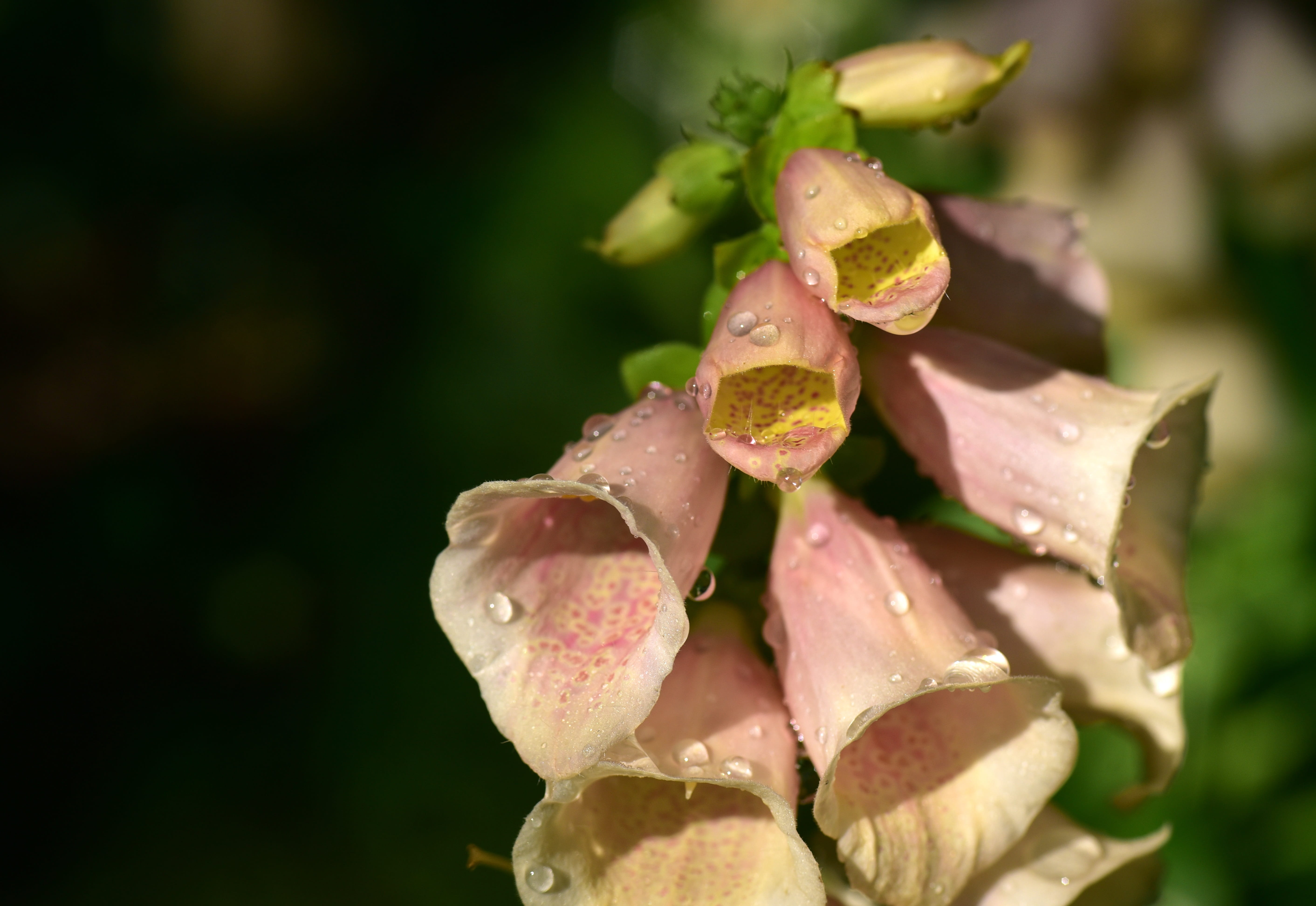 close-up, water, poisonous plant, dew, toxic, wet, lamiaceae good, selective focus, flowering plant, vulnerability, digitalis, flower head, petal, pink, HD Wallpaper