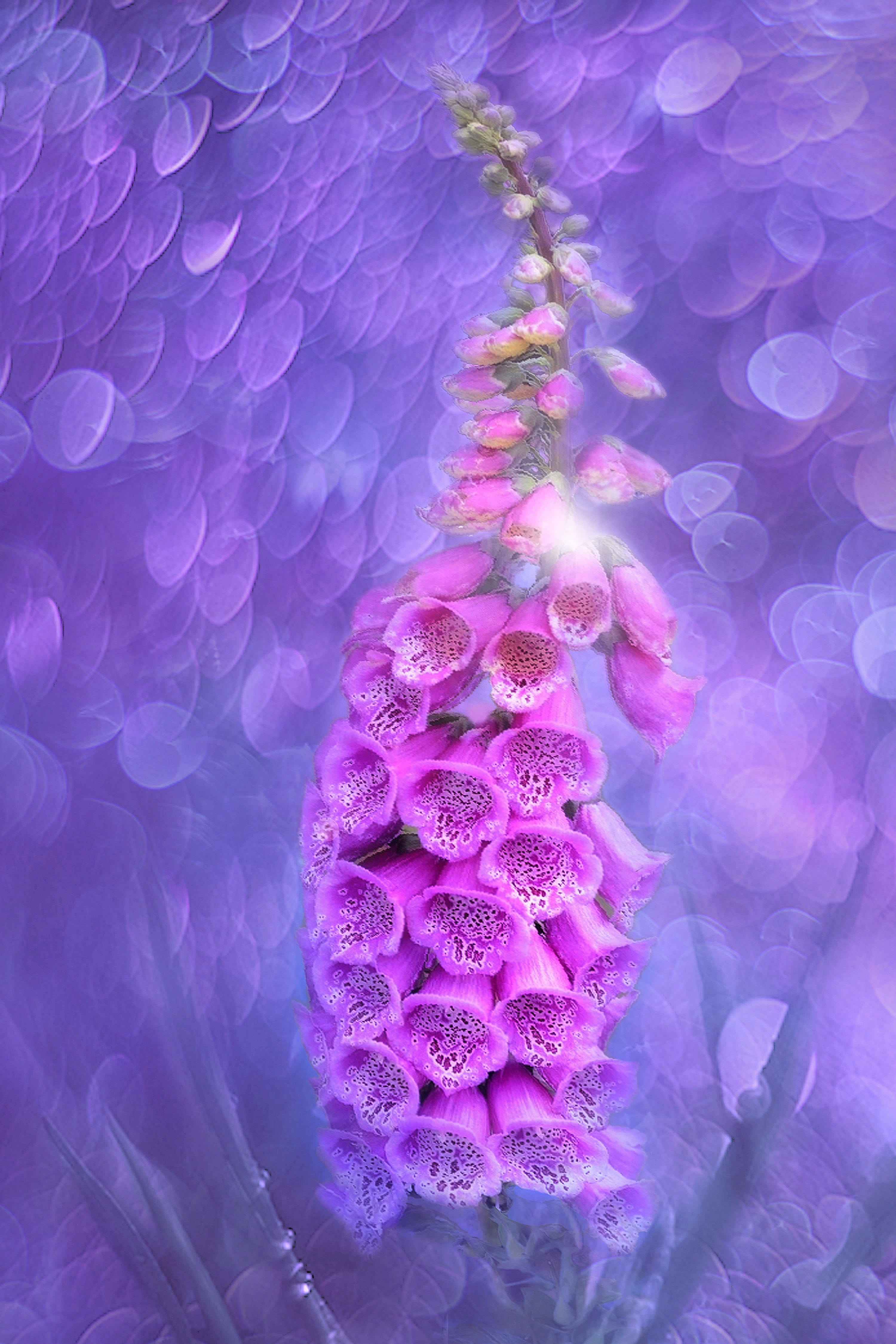 fragility, outdoors, romantic, poisonous plant, growth, full frame, 4K, pink color, bloom, day, digitalis, close-up, summer, wild flowers, bokeh, flower head, Phone HD Wallpaper