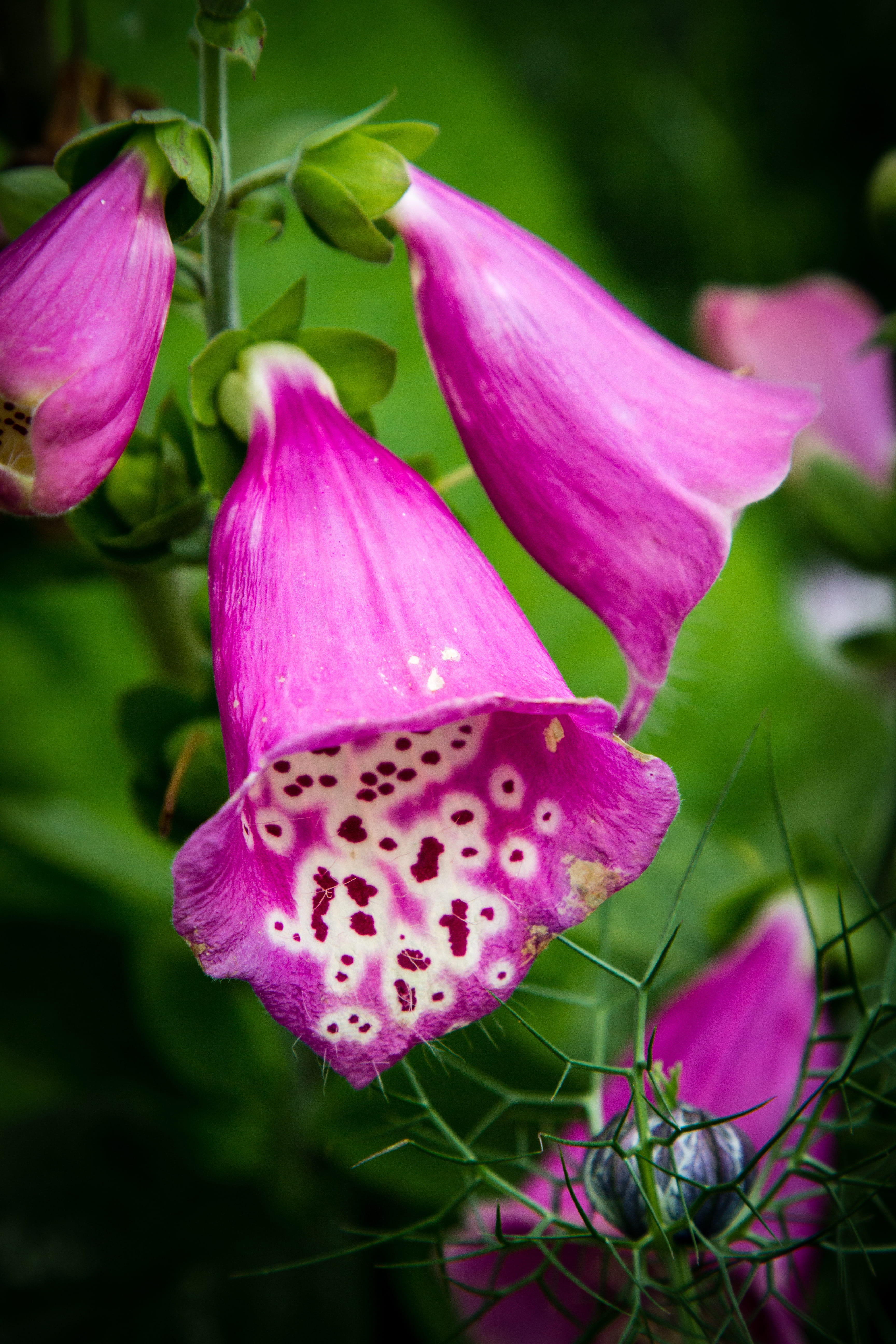 no people, pink, springtime, outdoors, petal, nature, wild, freshness, day, 5K, digitalis, inflorescence, pollen, pink color, beauty in nature, close-up, Phone HD Wallpaper