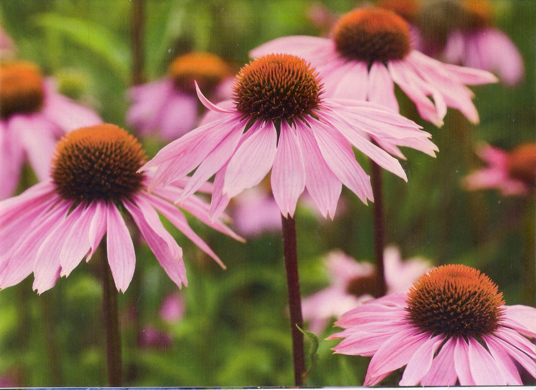 flower, echinacia, field, purple, green, 1080P, nature and landscapes, purpurea, HD Wallpaper