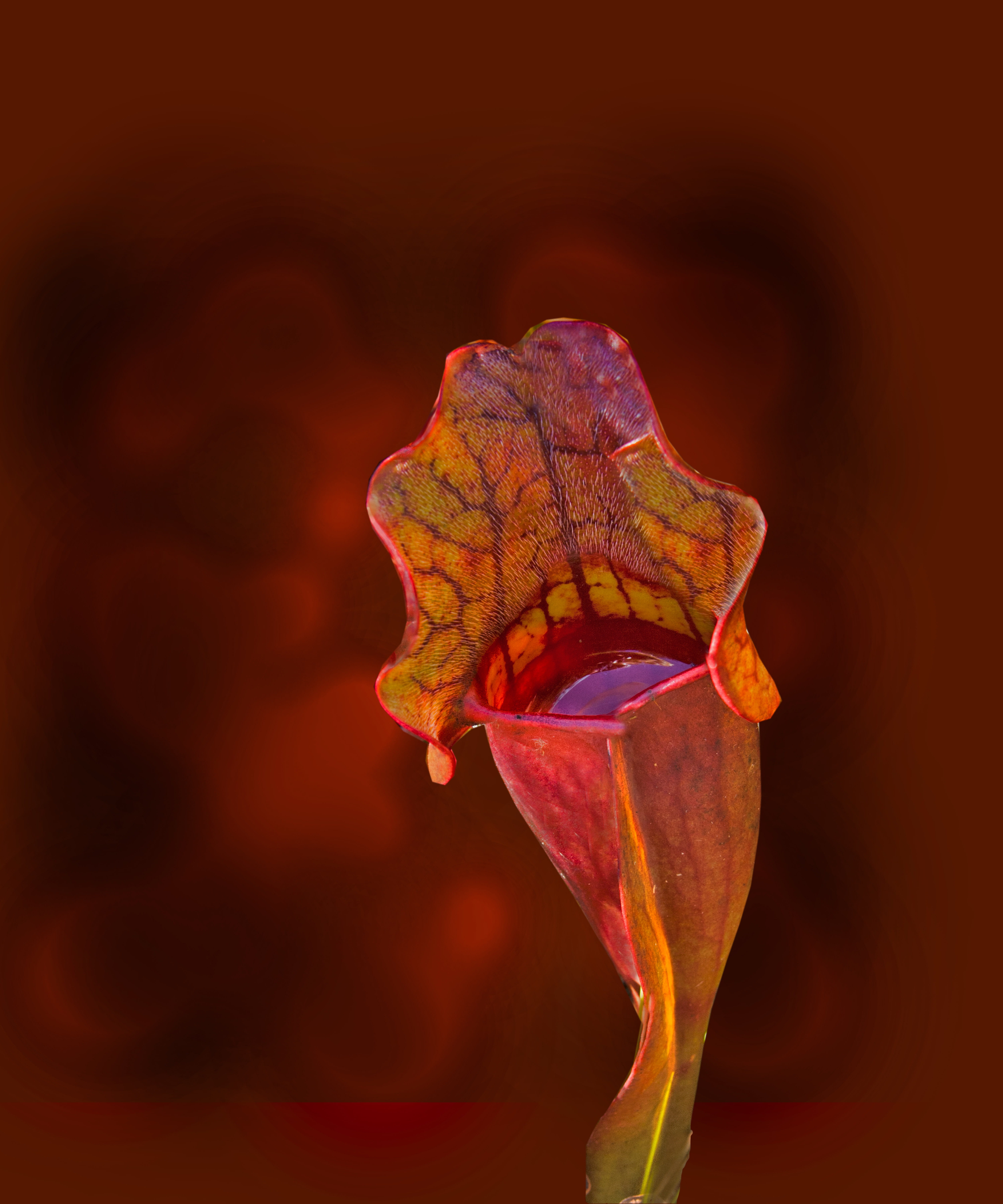 orange, change, maroon, no people, autumn, petal, sarracenia purpurea, yellow, fragility, indoors, purple pitcher plant, plant, flower head, red, plant part, Phone HD Wallpaper