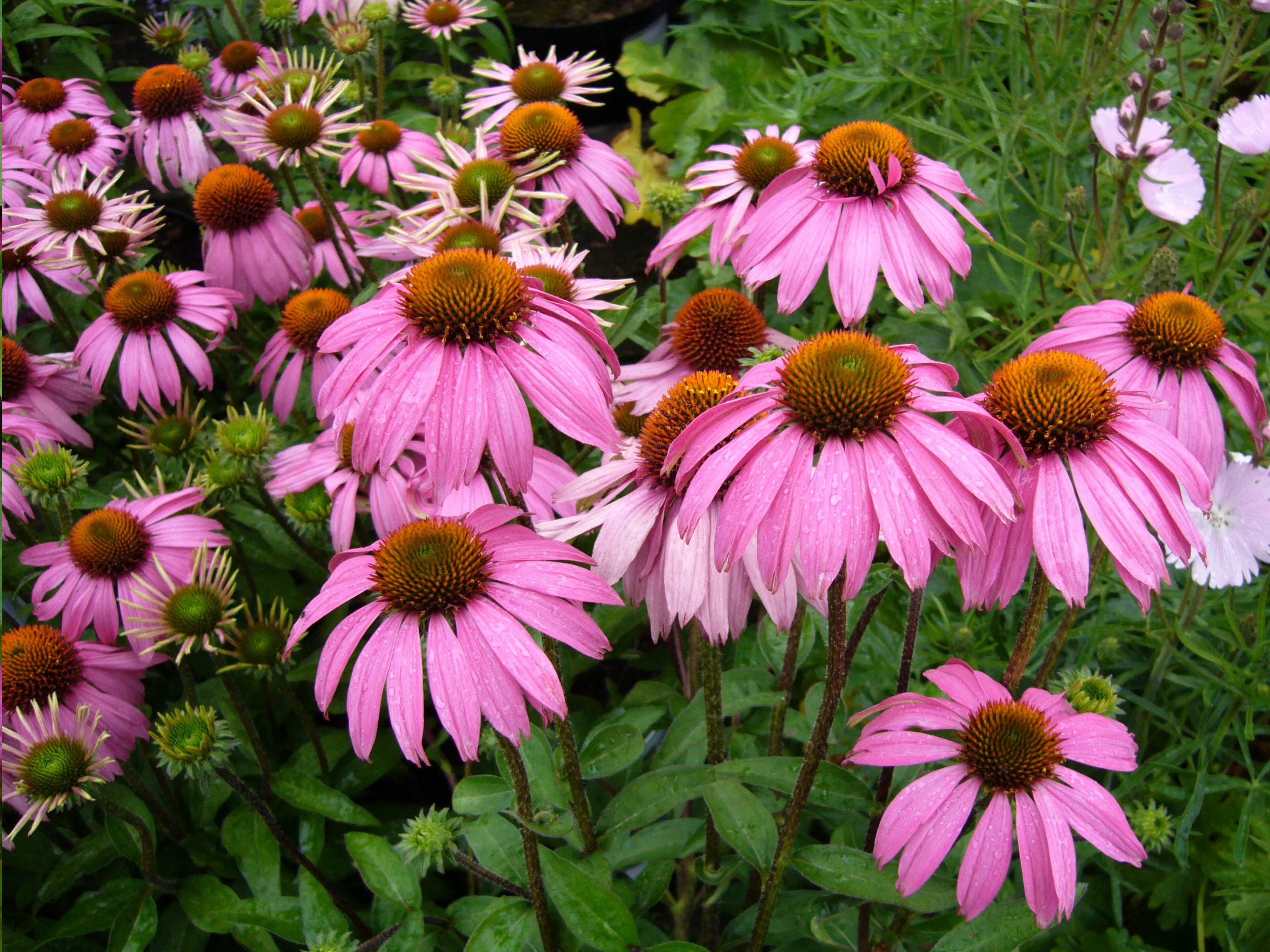 day, photo, person, beauty in nature, purpurea, flower head, high angle view, purple, pink, freshness, medicinal plant, fragility, echinacea, pink color, HD Wallpaper