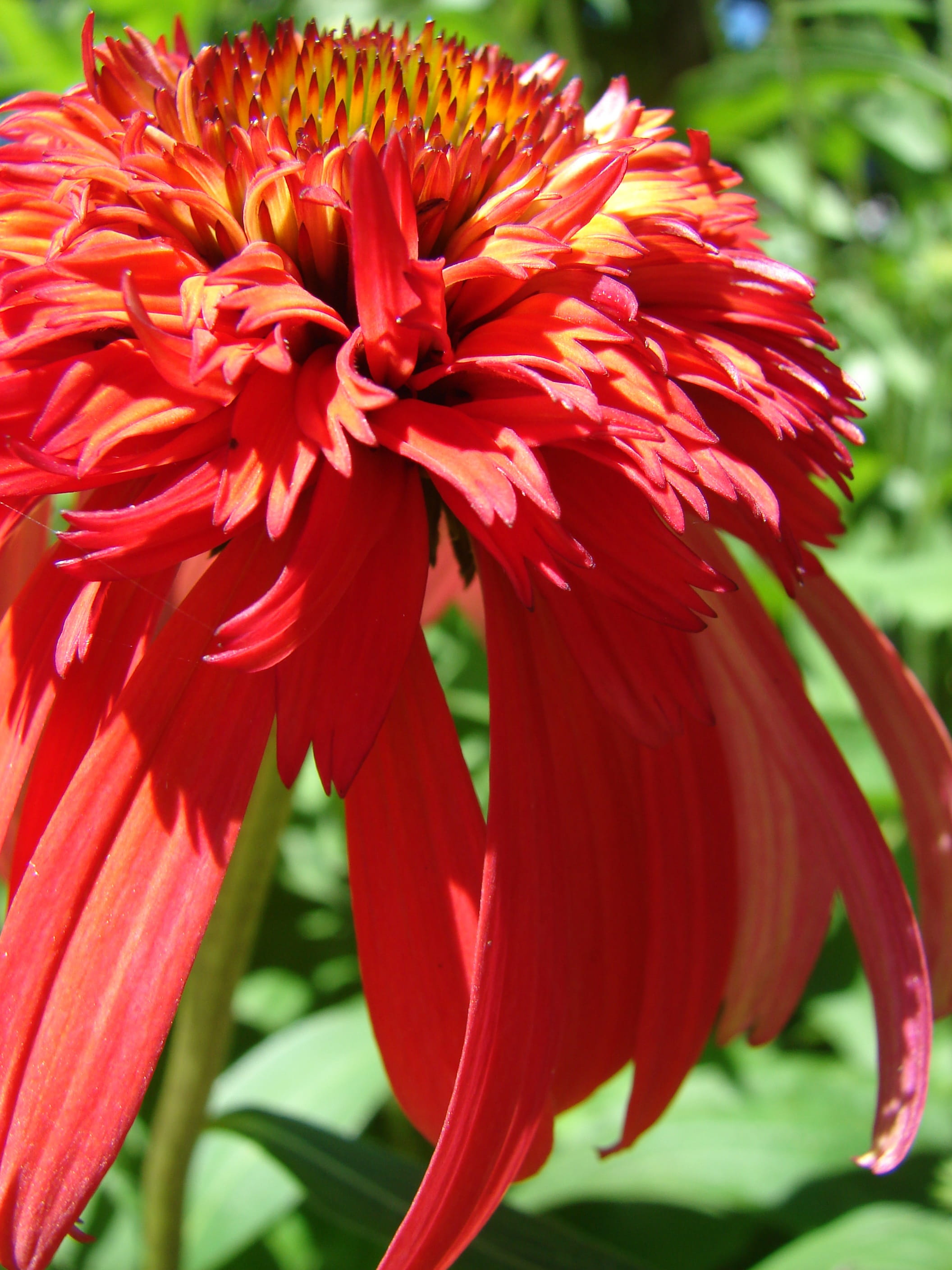 flowering plant, no people, blooming, plant, freshness, purpurea, flowerbed, petal, Echinacea, dahlia, nature, vulnerability, day, beauty In Nature, pollen, Phone HD Wallpaper