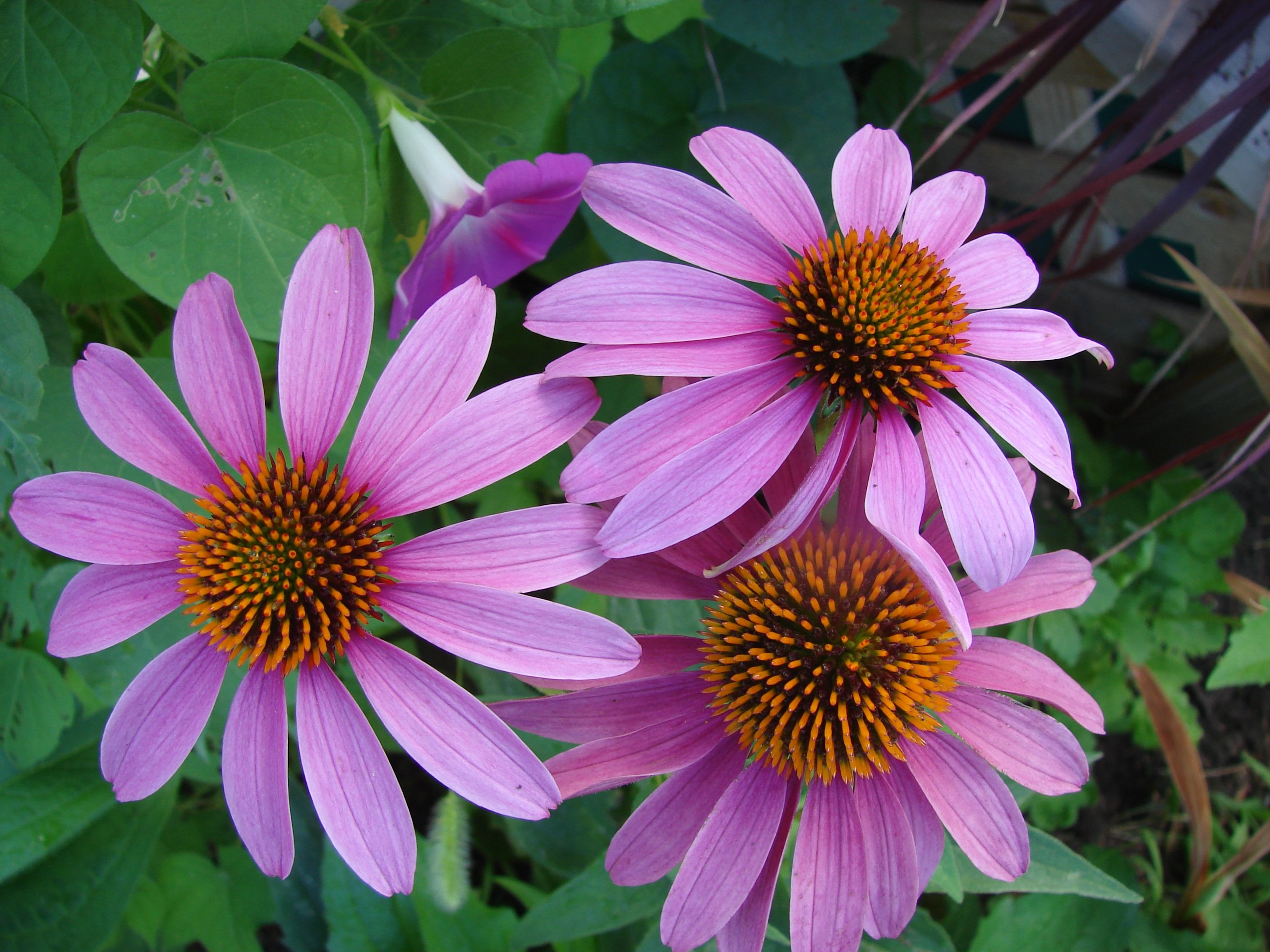 no people, plant, petal, pink color, beauty in nature, vulnerability, focus on foreground, flowering plant, purple, echinacea, purpurea, close-up, day, HD Wallpaper