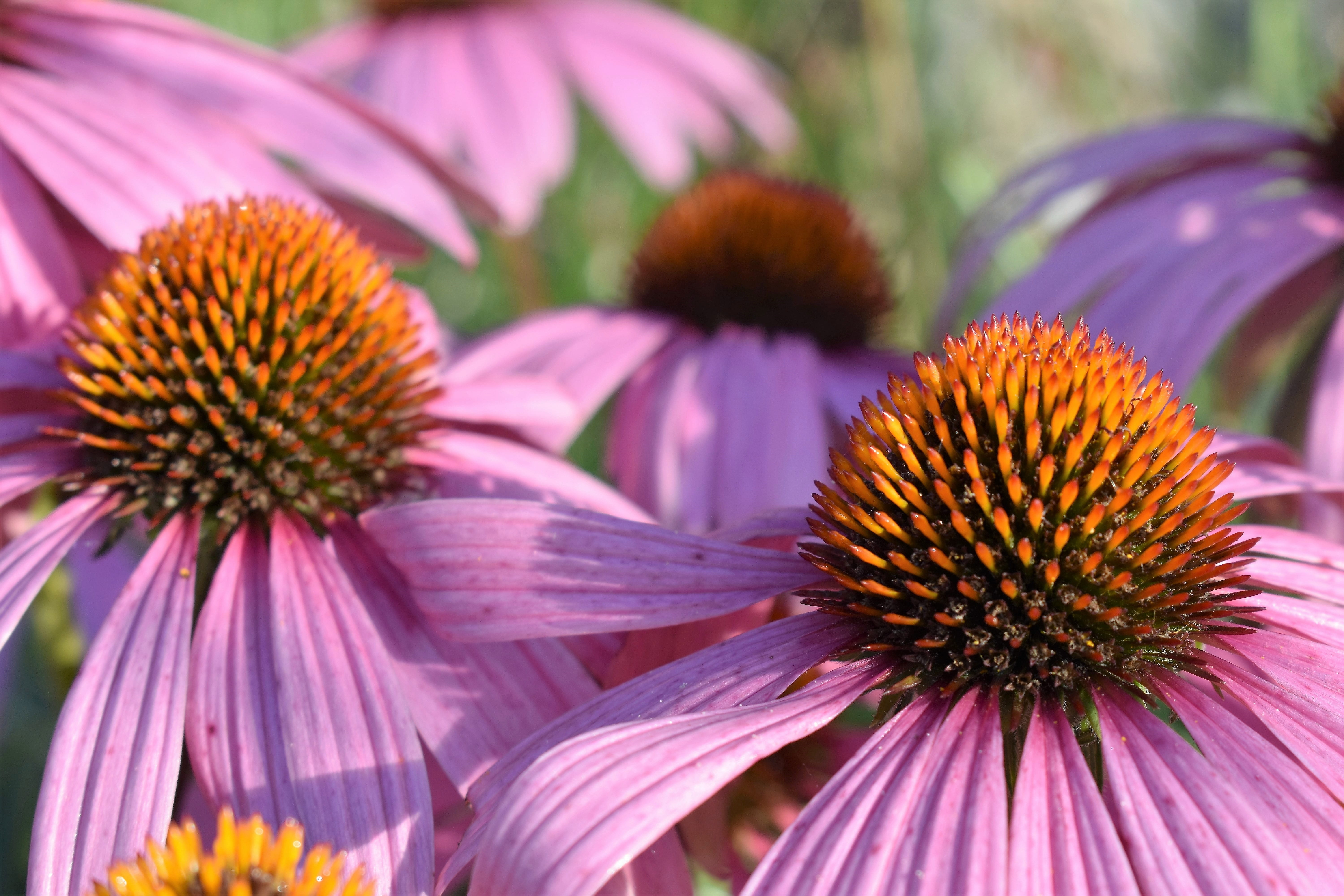 flowering plant, echinacea purpurea, focus on foreground, beauty in nature, growth, petal, purple, plant, outdoors, inflorescence, no people, ornamental garden, HD Wallpaper
