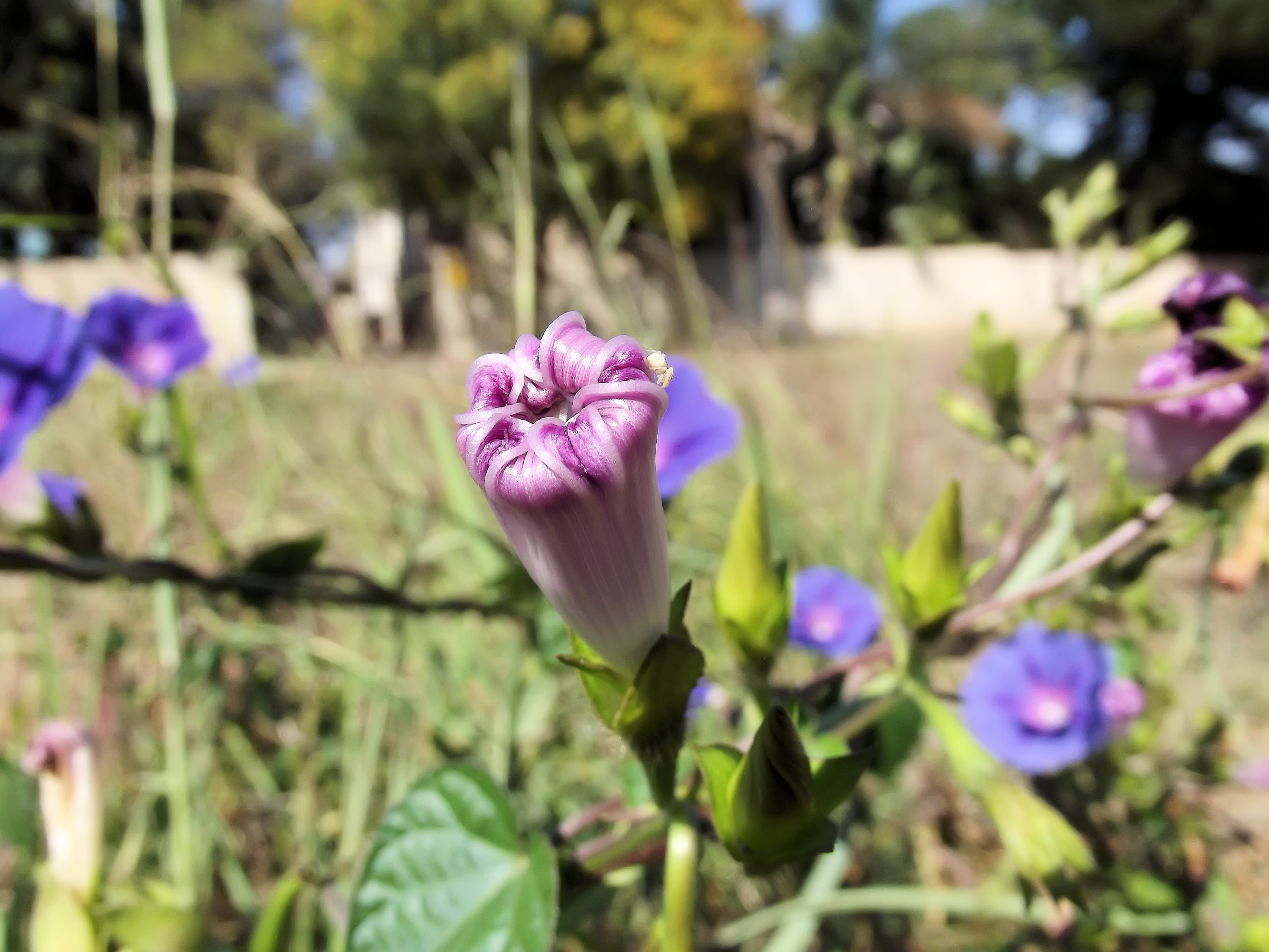 petal, buds, closed, freshness, pink, plant, focus on foreground, flowers, plant stem, no people, 4K, vulnerability, ipomoea purpurea, fragility, growth, HD Wallpaper
