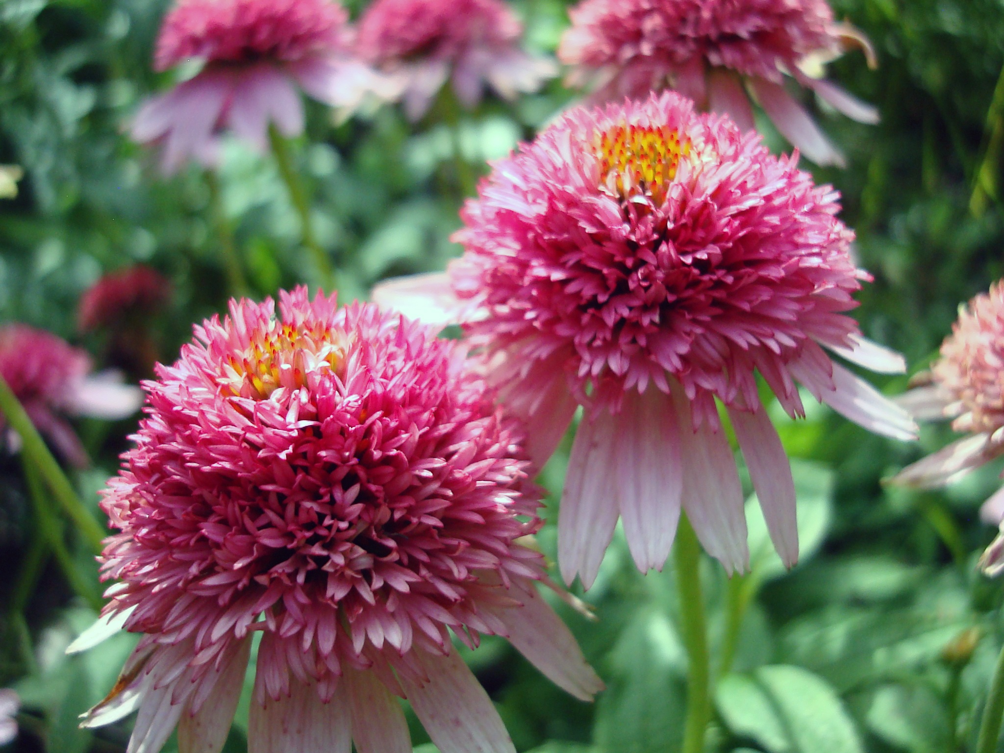 perennial, pink, chrysanthemum, vulnerability, growth, blooming, fragility, botanical, pollen, coneflower, bright, garden, vibrant, outdoors, plant, vivid, HD Wallpaper