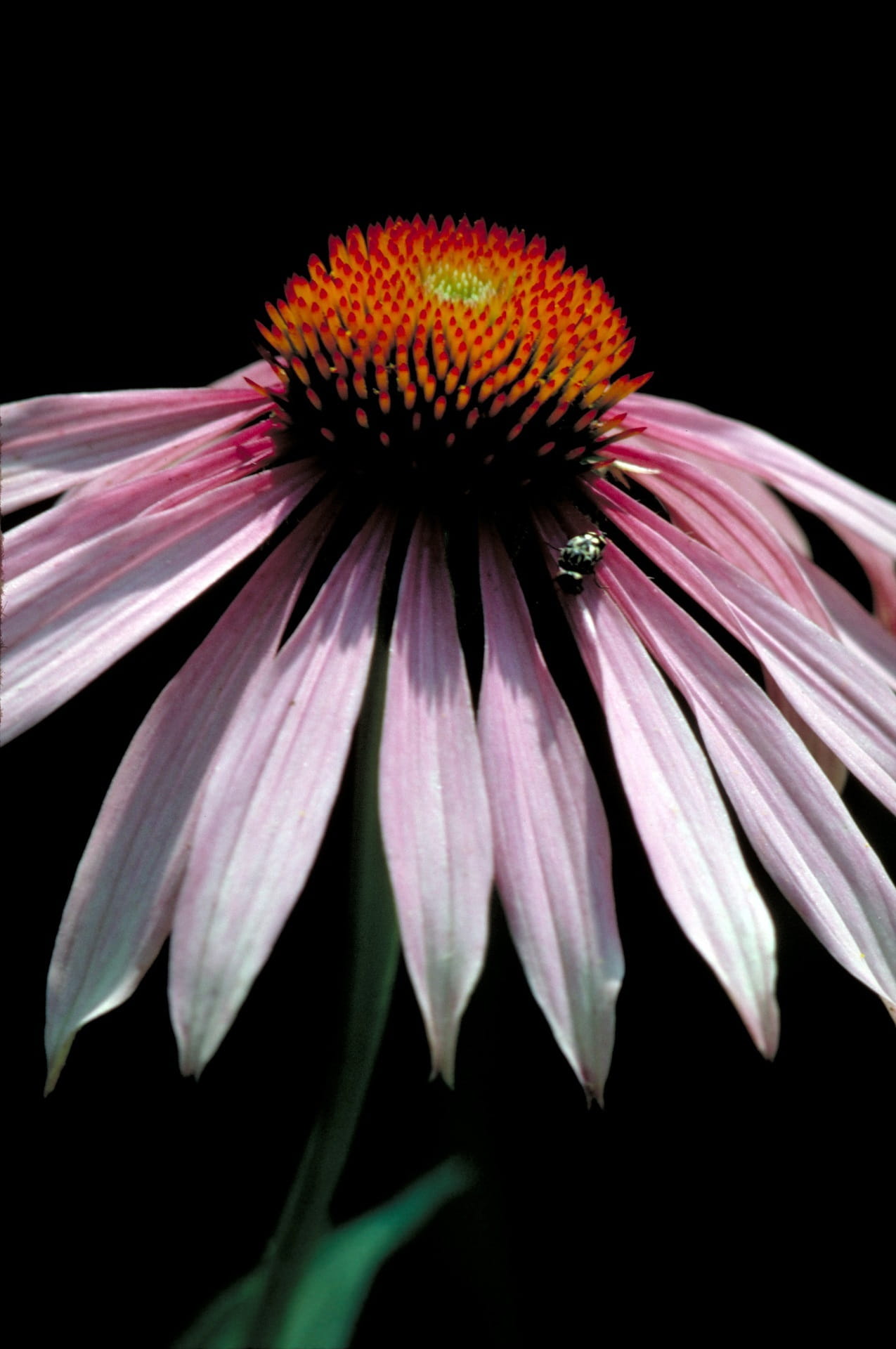 nature, daisy, echinacea, no people, flowers, beauty In Nature, inflorescence, purple, Blossom, close-up, bloom, natural, single Flower, pink color, pollen, Phone HD Wallpaper