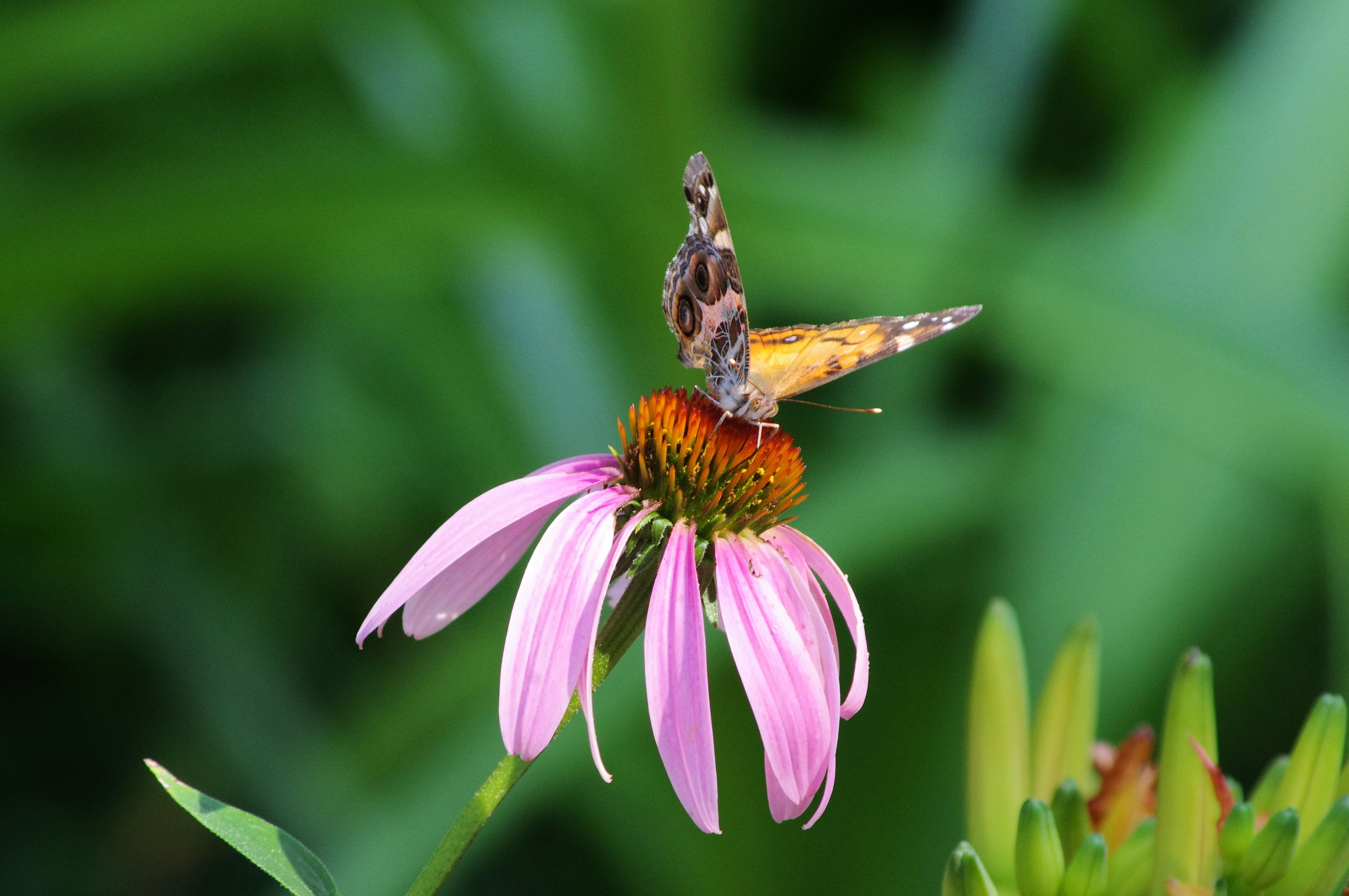 butterfly, perennial, vulnerability, plant, animal, invertebrate, fragility, butterfly on purple coneflower, vanessa virginiensis, growth, blooming, spring, HD Wallpaper