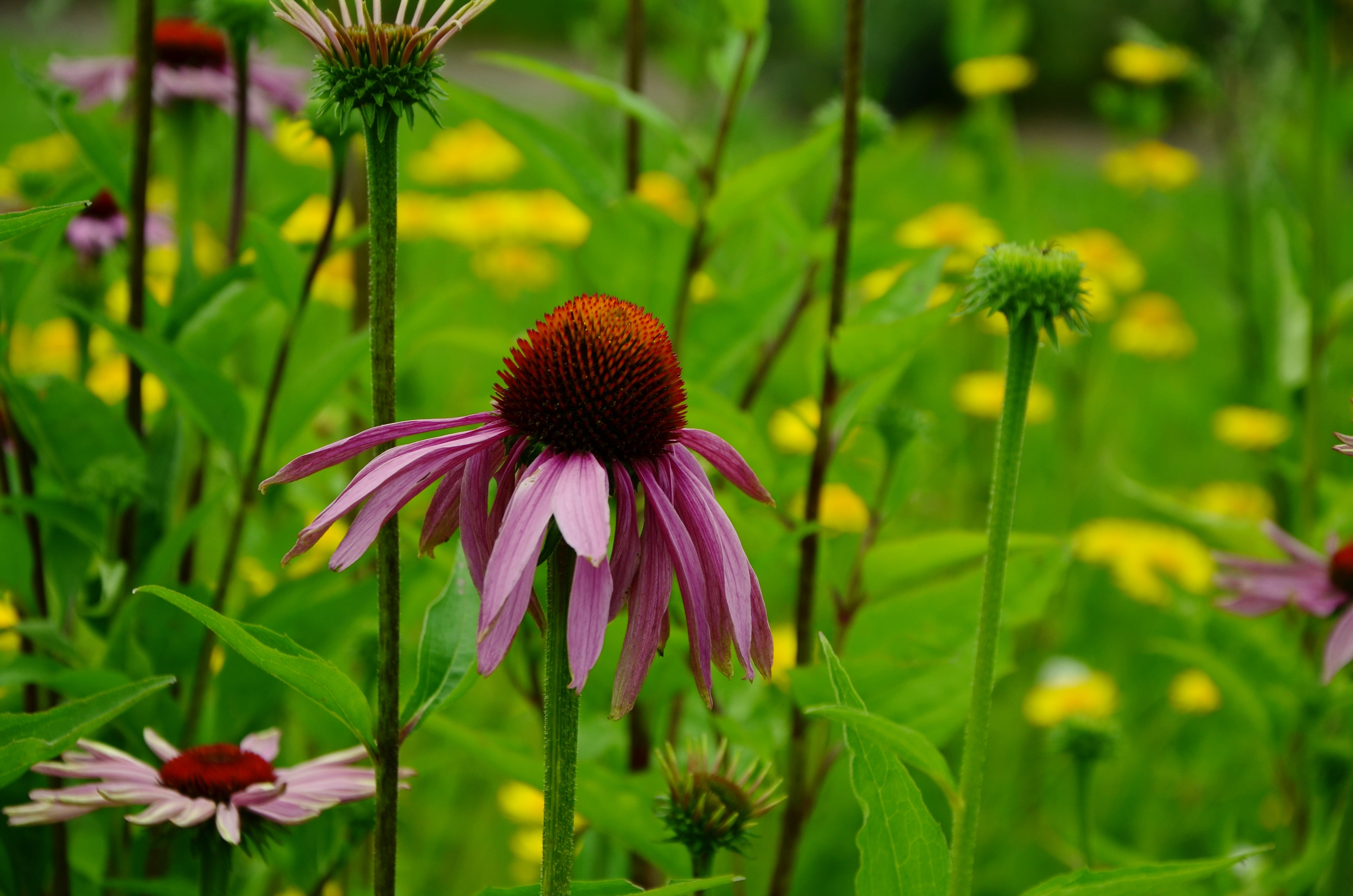 day, springtime, ornamental plant, plant, focus on foreground, purple, sun hat, eastern purple coneflower, petal, freshness, echinacea, echinacea purpurea, HD Wallpaper