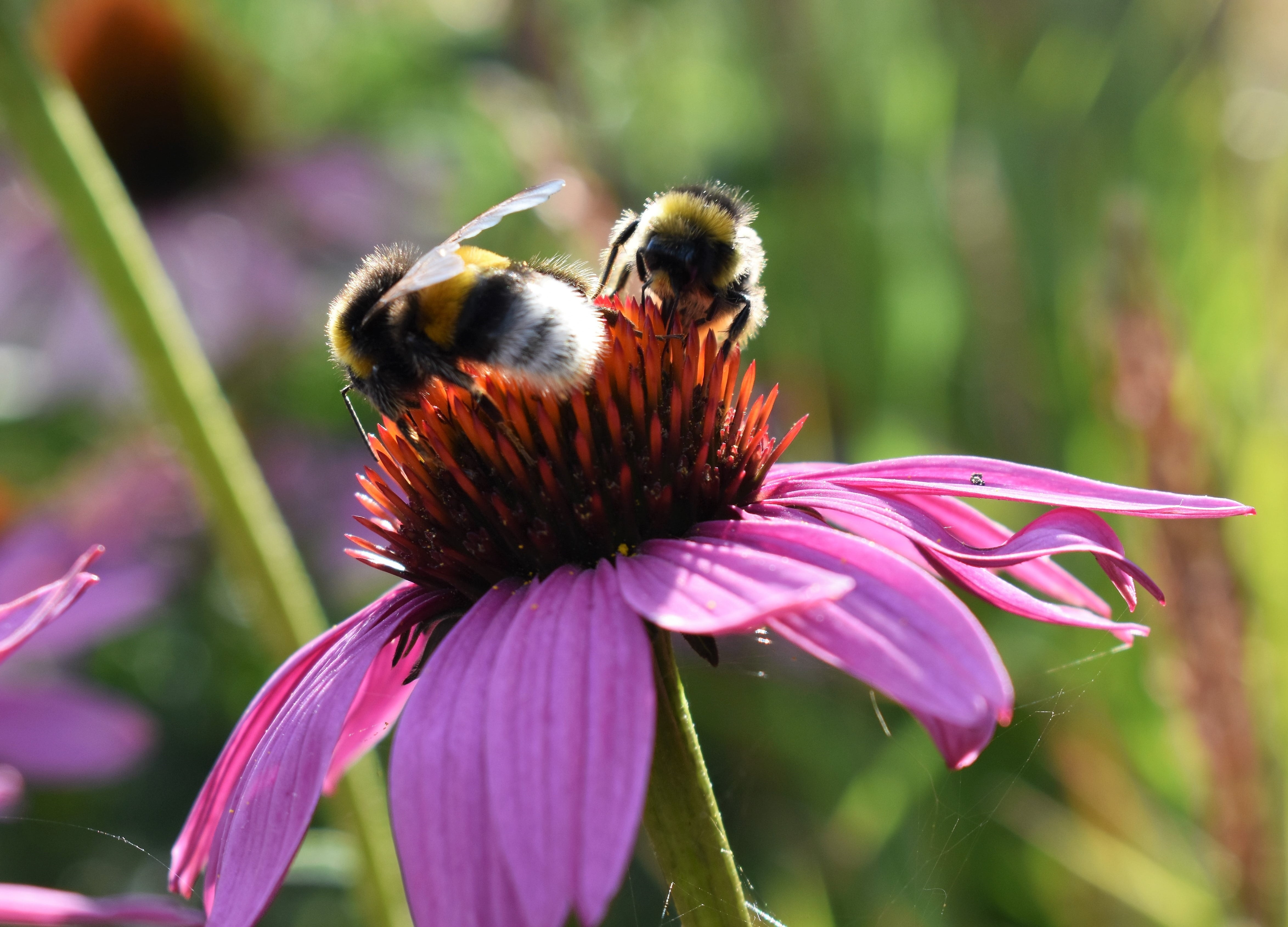 bee, animals in the wild, beauty in nature, vulnerability, pollination, pollen, summer, freshness, one animal, flowering plant, flower head, flower, echinacea purpurea, HD Wallpaper