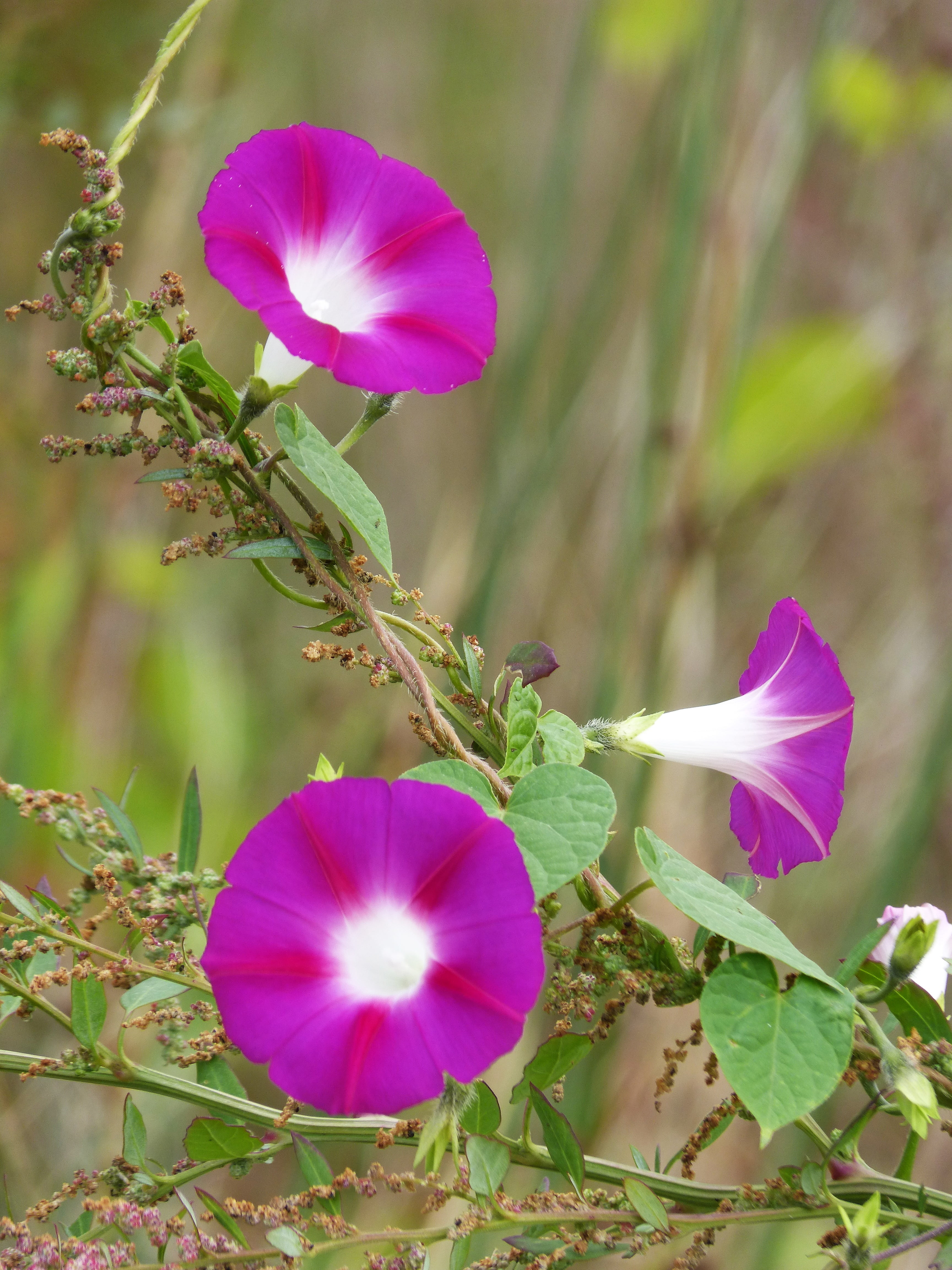 purple, botany, outdoors, day, pink color, plant, nature, springtime, vulnerability, flower head, fragility, 4K, inflorescence, beauty in nature, focus on foreground, Phone HD Wallpaper