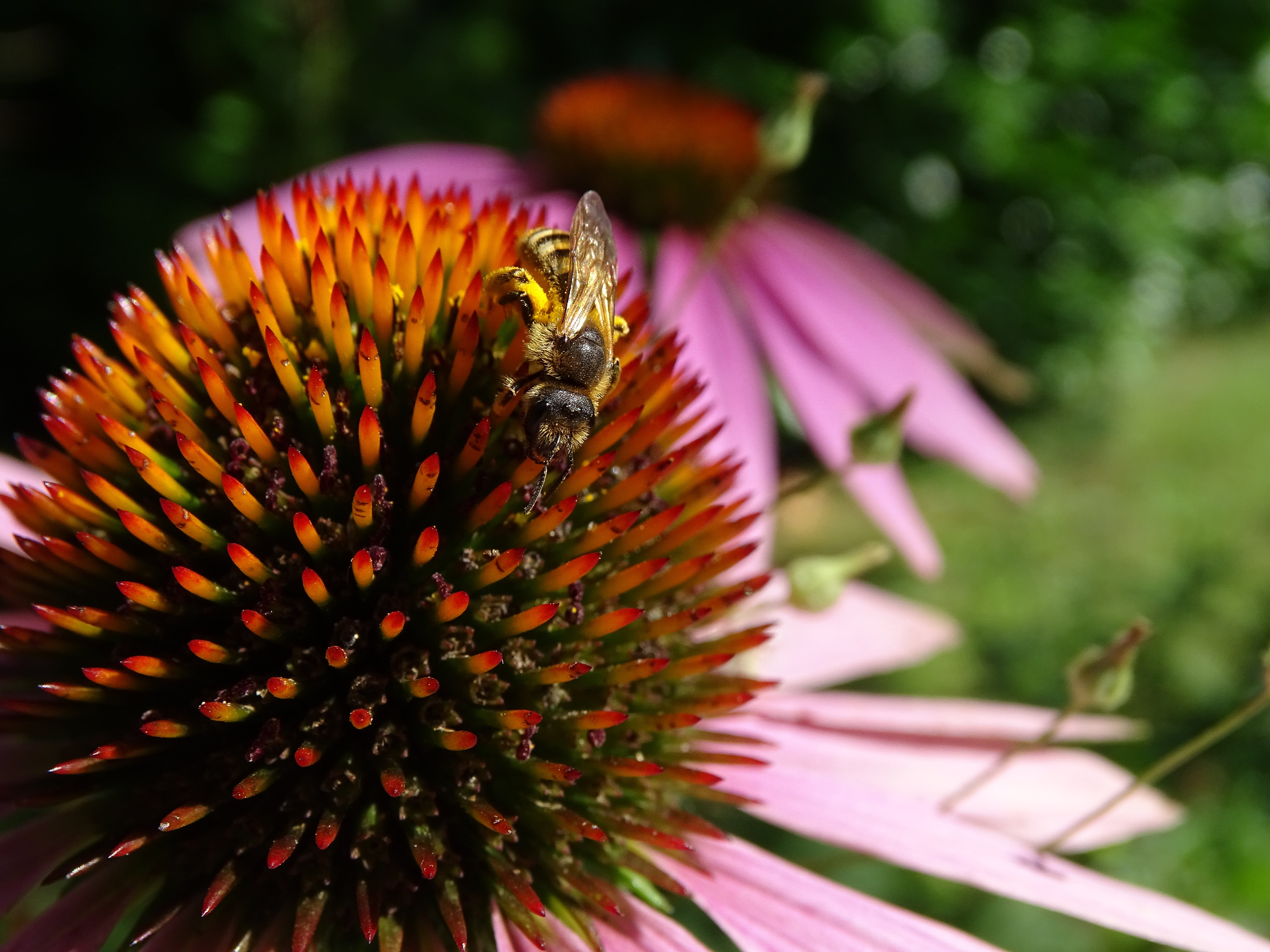 freshness, echinacea purpurea, flower head, animals in the wild, wasp, vulnerability, insect, colorful, macro, no people, eastern purple coneflower, plant, HD Wallpaper