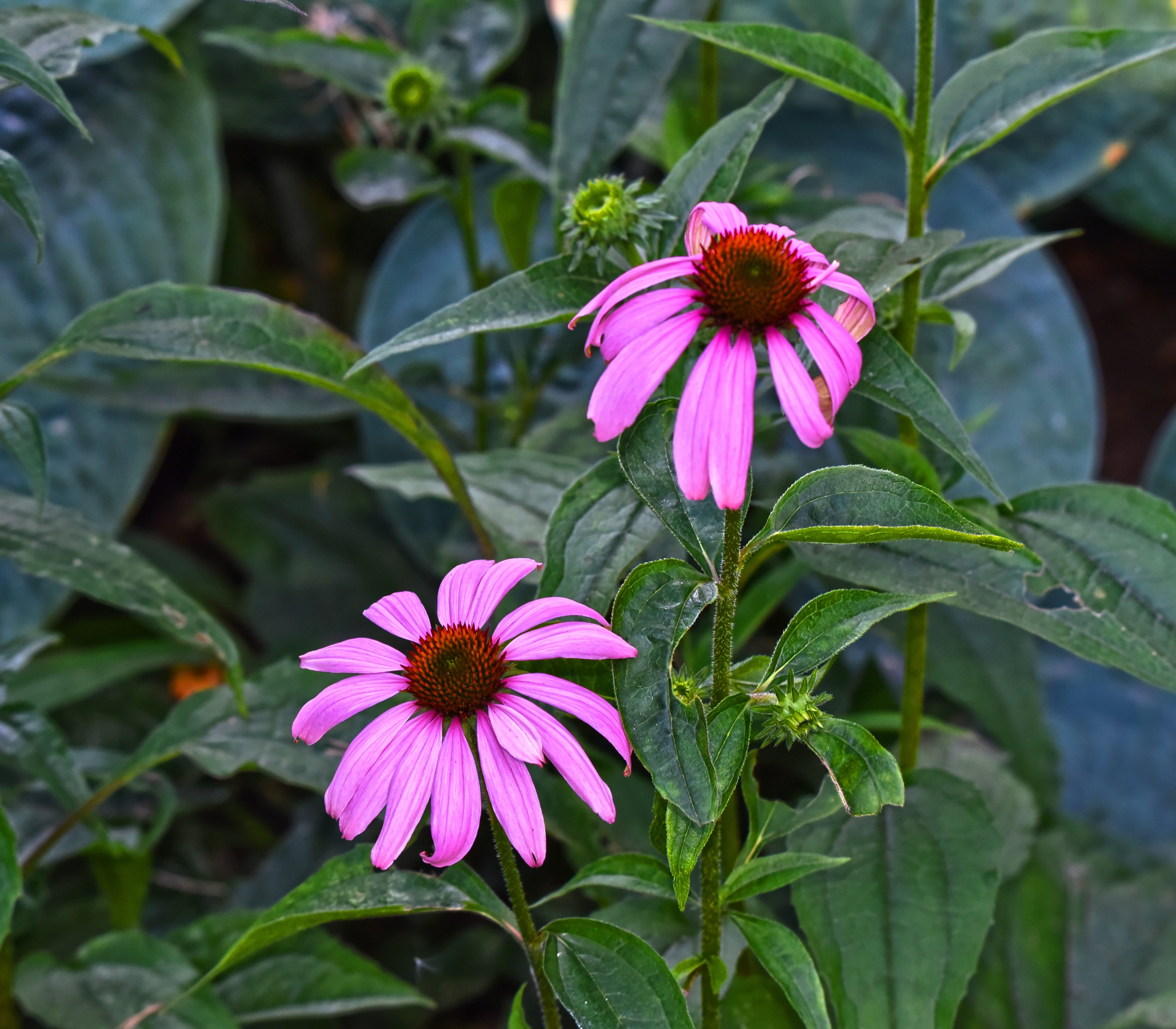 flower head, 4K, freshness, purple, nature, green color, beauty in nature, cone flower, day, outdoors, perennial, inflorescence, vulnerability, focus on foreground, HD Wallpaper