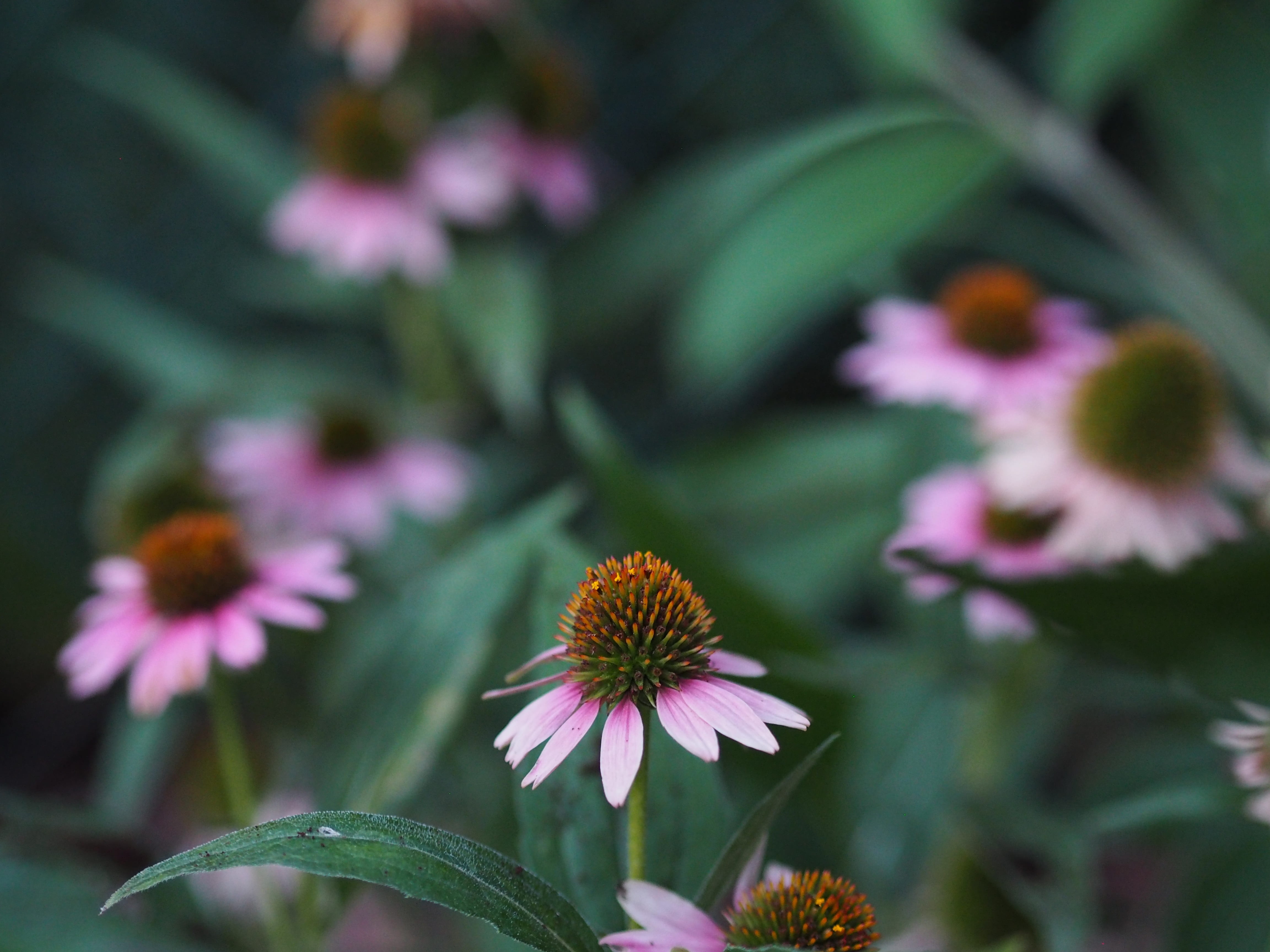 no people, purple, bloom, echinacea, blossom, pink color, flower meadow, romance, vulnerability, purple coneflower, garden, close, inflorescence, petal, HD Wallpaper