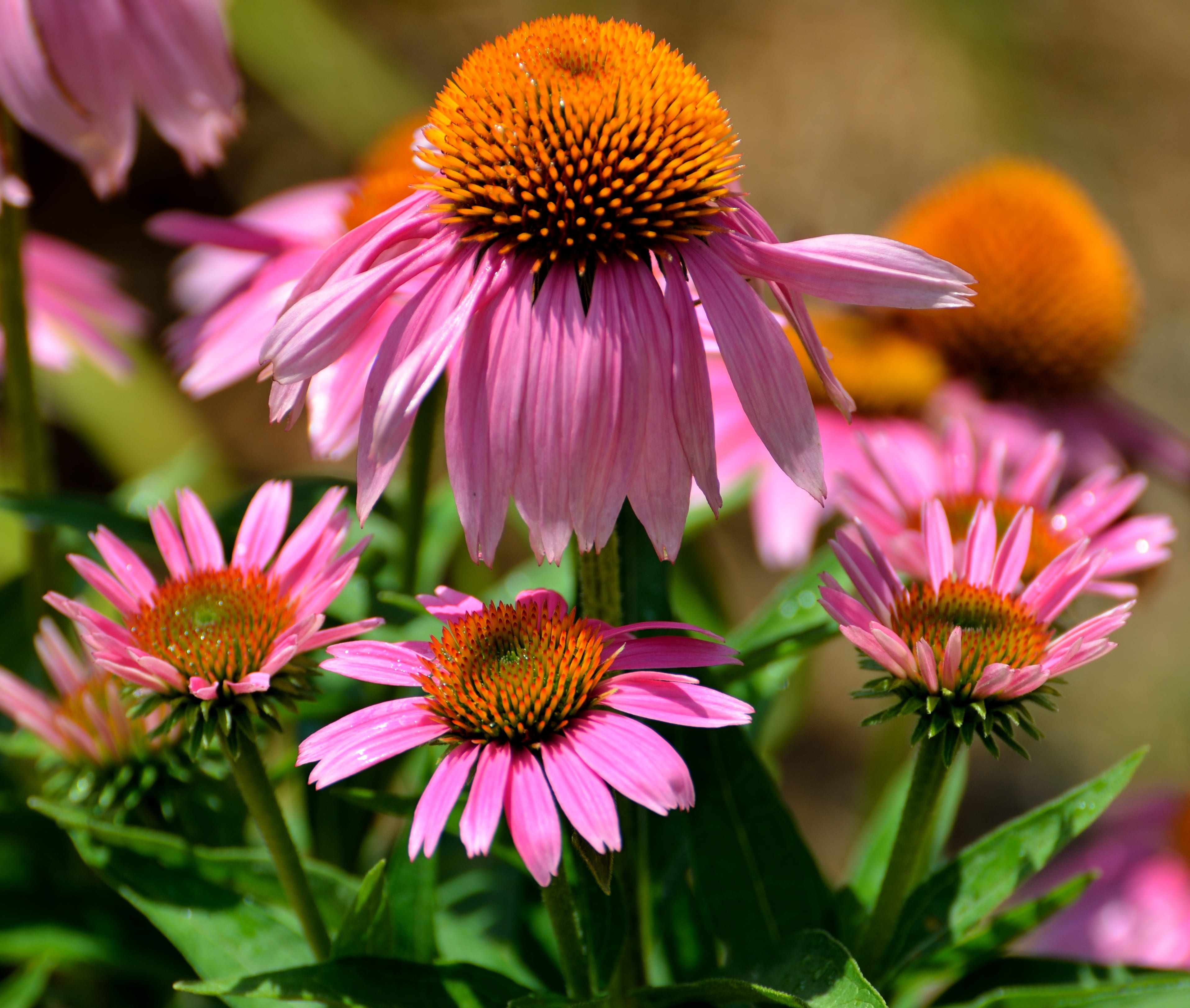 flower, flowering plant, freshness, close-up, gardening, pink, echinacea, floral, landscape, blooming, cone flowers, botanical, pink color, beauty, blossom, HD Wallpaper