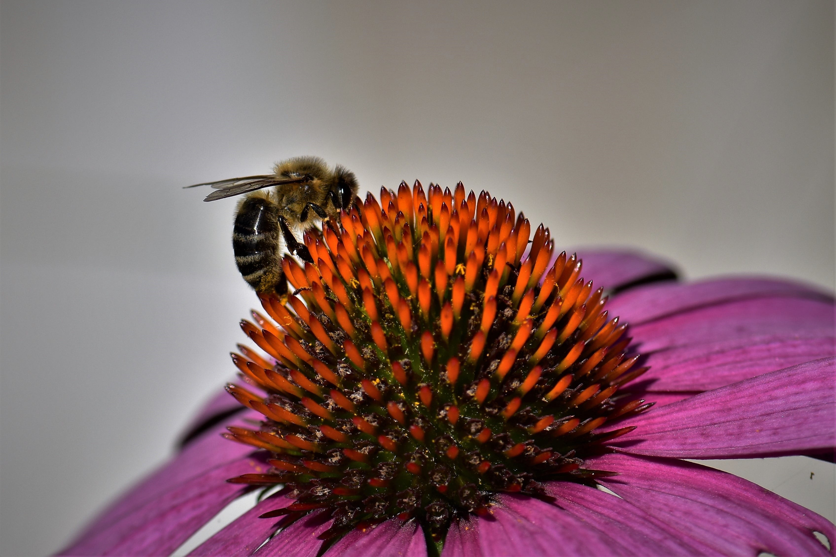 close, echinacea, no people, flower, beauty in nature, freshness, invertebrate, flower head, fragility, close-up, animals in the wild, animal themes, macro, HD Wallpaper