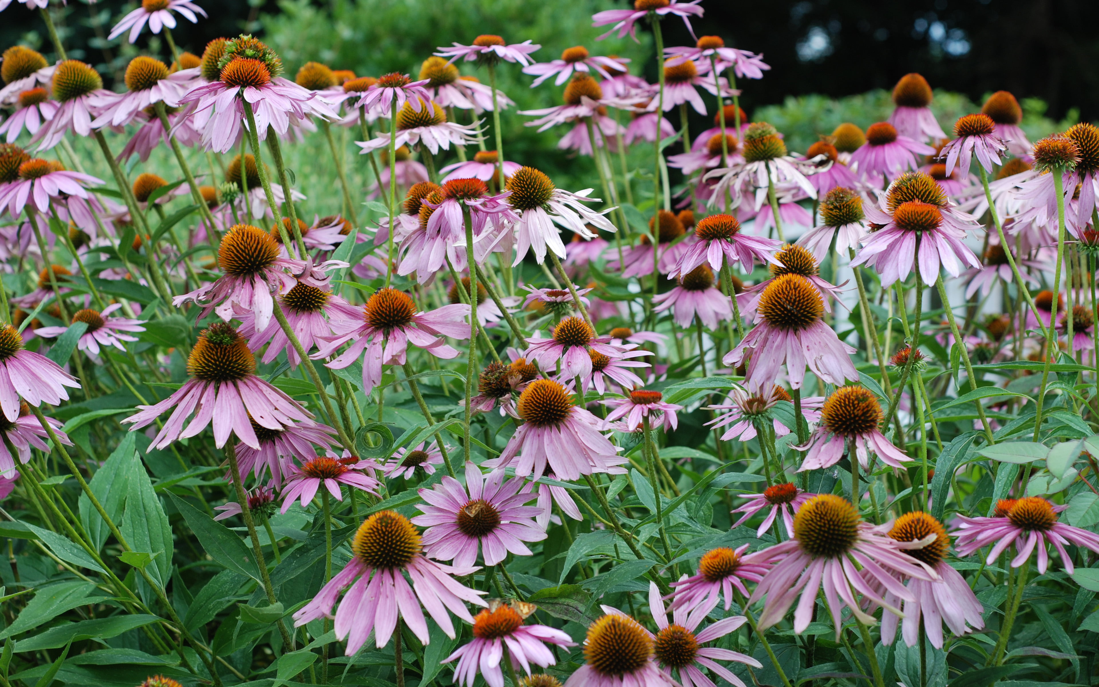 nature, pink color, day, desktop, flowering plant, flower head, purple, vulnerability, focus on foreground, growth, fragility, coneflower, inflorescence, HD Wallpaper
