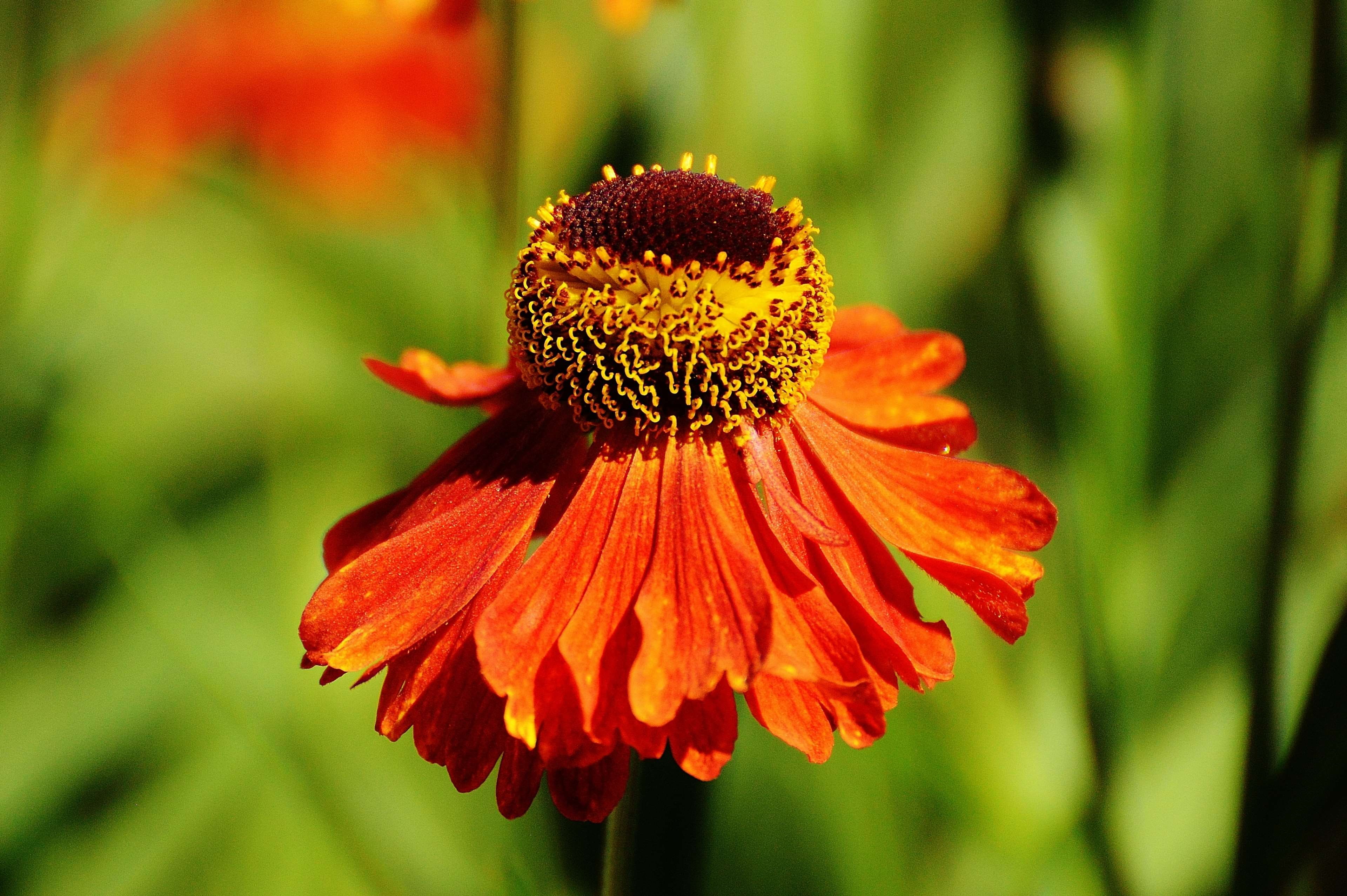 flowering plant, close-up, echinacea purpurea, orange, growth, beauty in nature, coneflower, nature, petal, sun hat, focus on foreground, 4K, flower head, HD Wallpaper