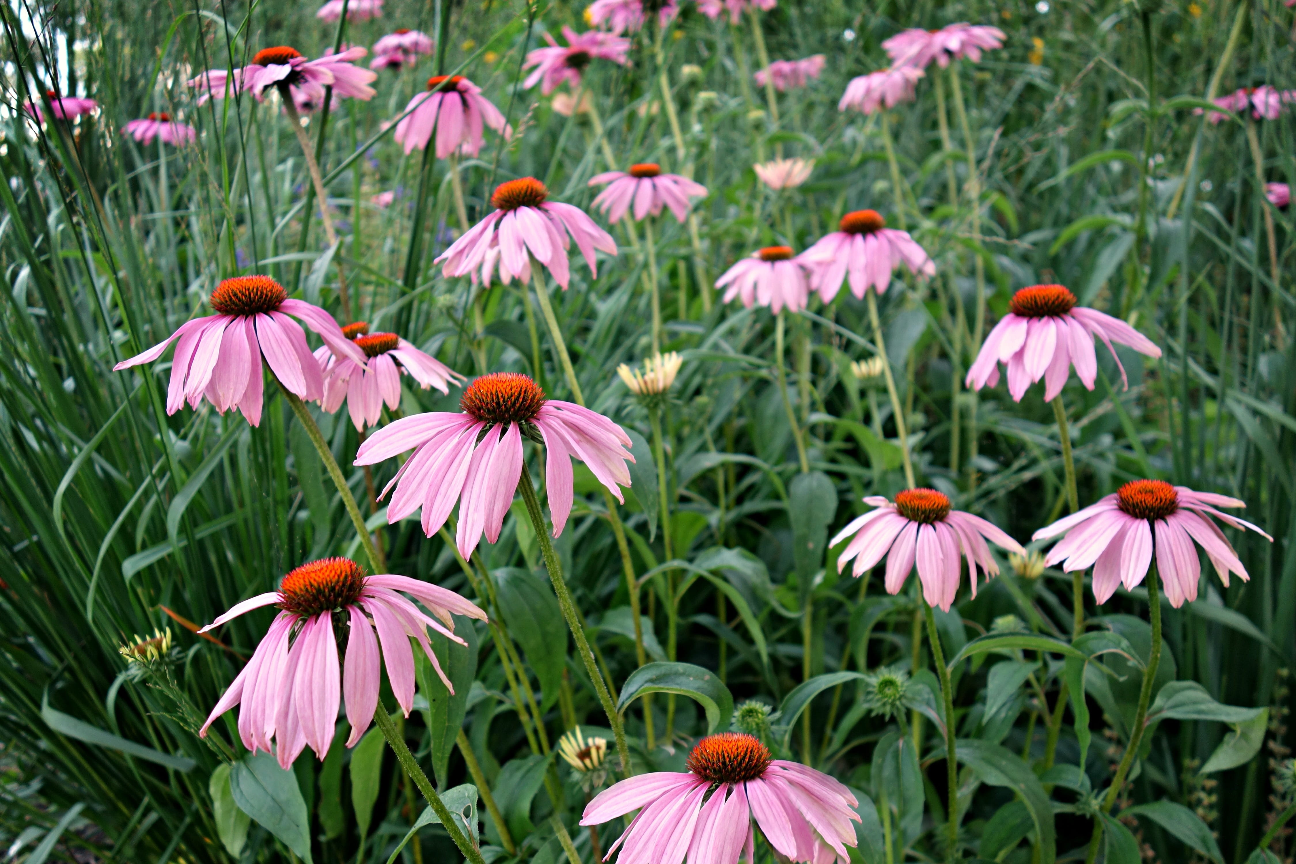 coneflower, homeopathic, fragility, beauty in nature, flower head, medicinal, flowering plant, cone flower, pollen, summer, pink color, echinacea purpurea, HD Wallpaper