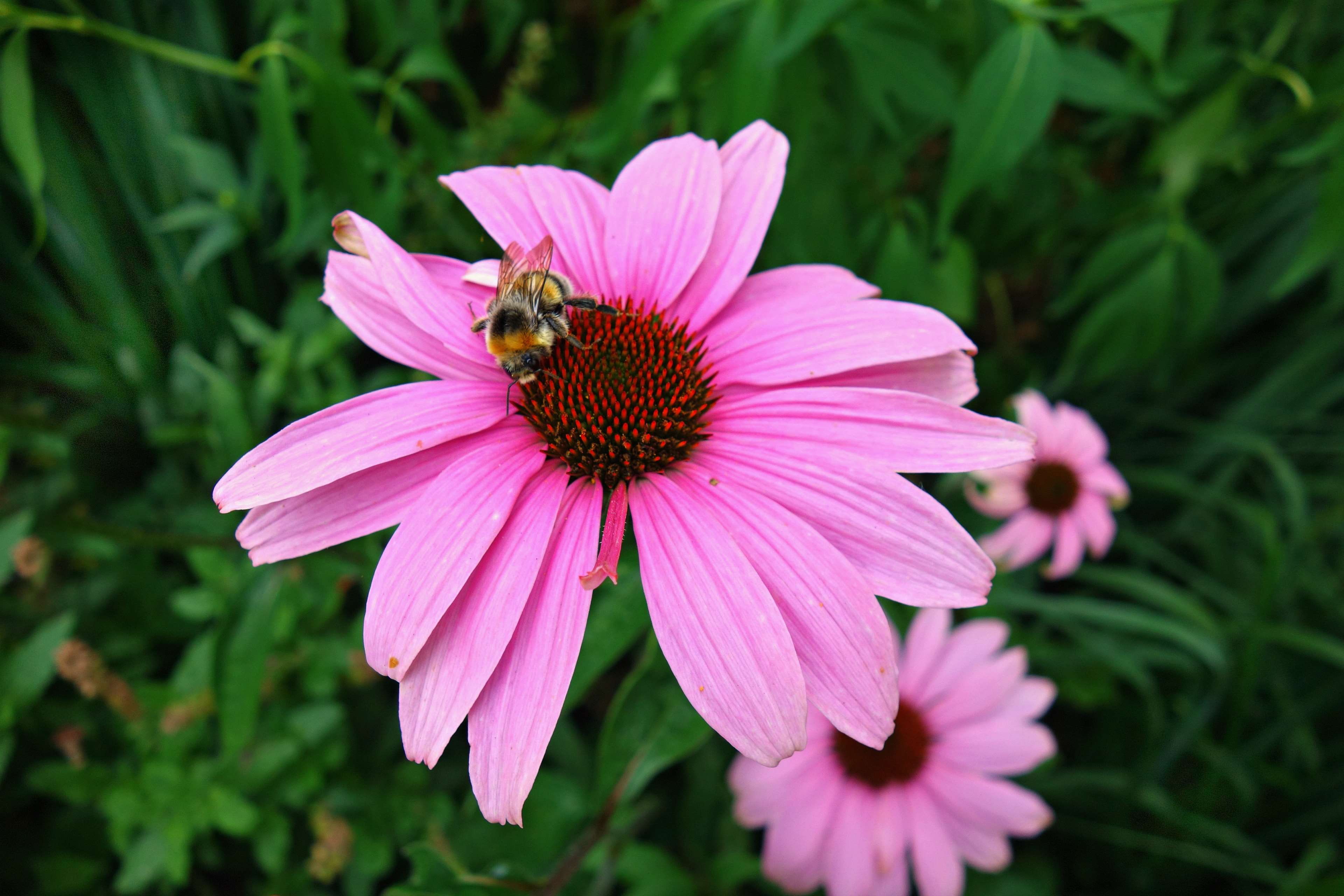 no people, flowering plant, purple cone flower, plant, petal, vulnerability, pink color, invertebrate, insect, 4K, animals in the wild, homeopathic, animal themes, HD Wallpaper