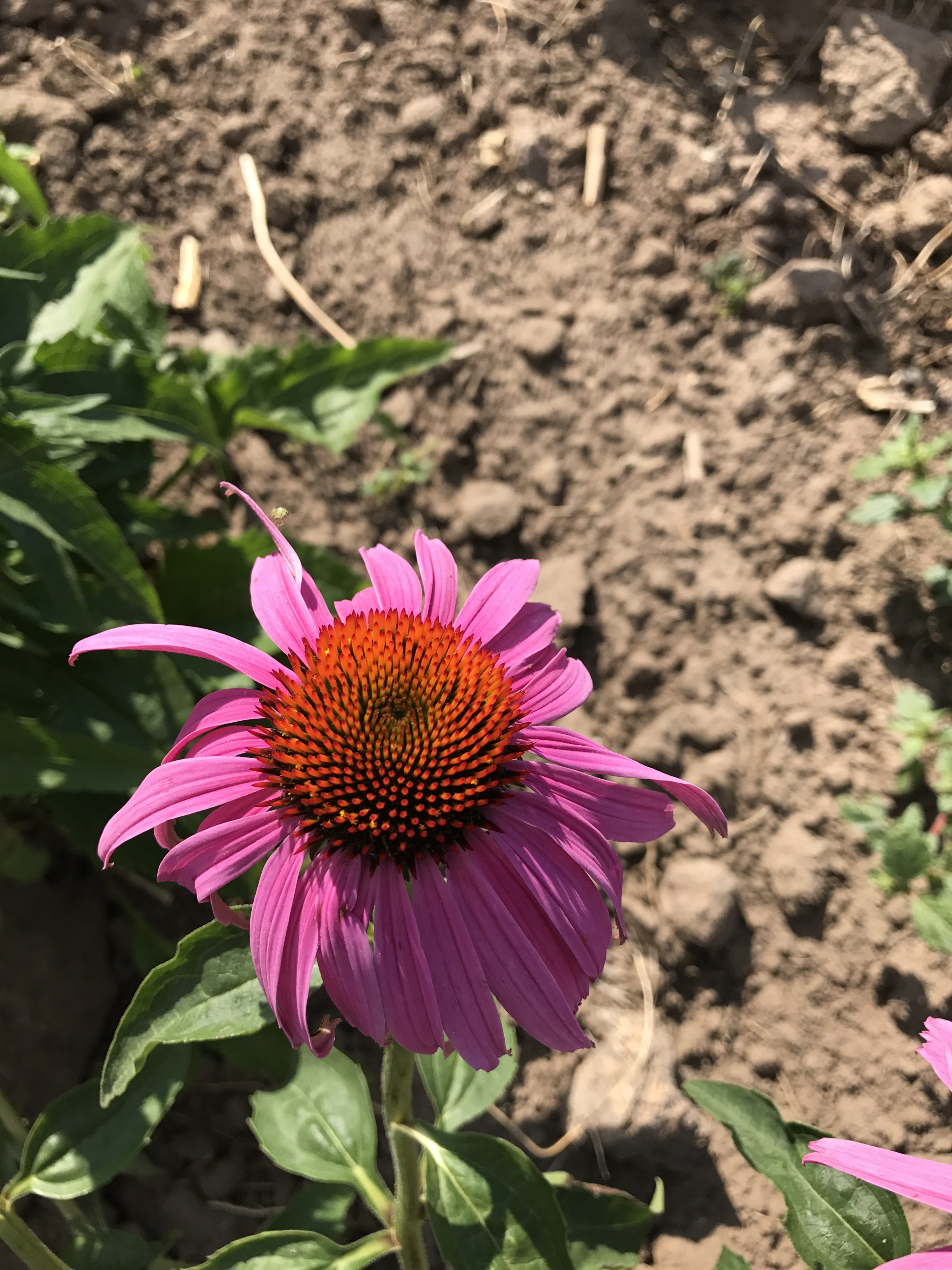 plant, flowering plant, day, natural, herbal, no people, echinacea, growth, pollen, close-up, outdoors, immune, blooming, vulnerability, 4K, nature, freshness, Phone HD Wallpaper