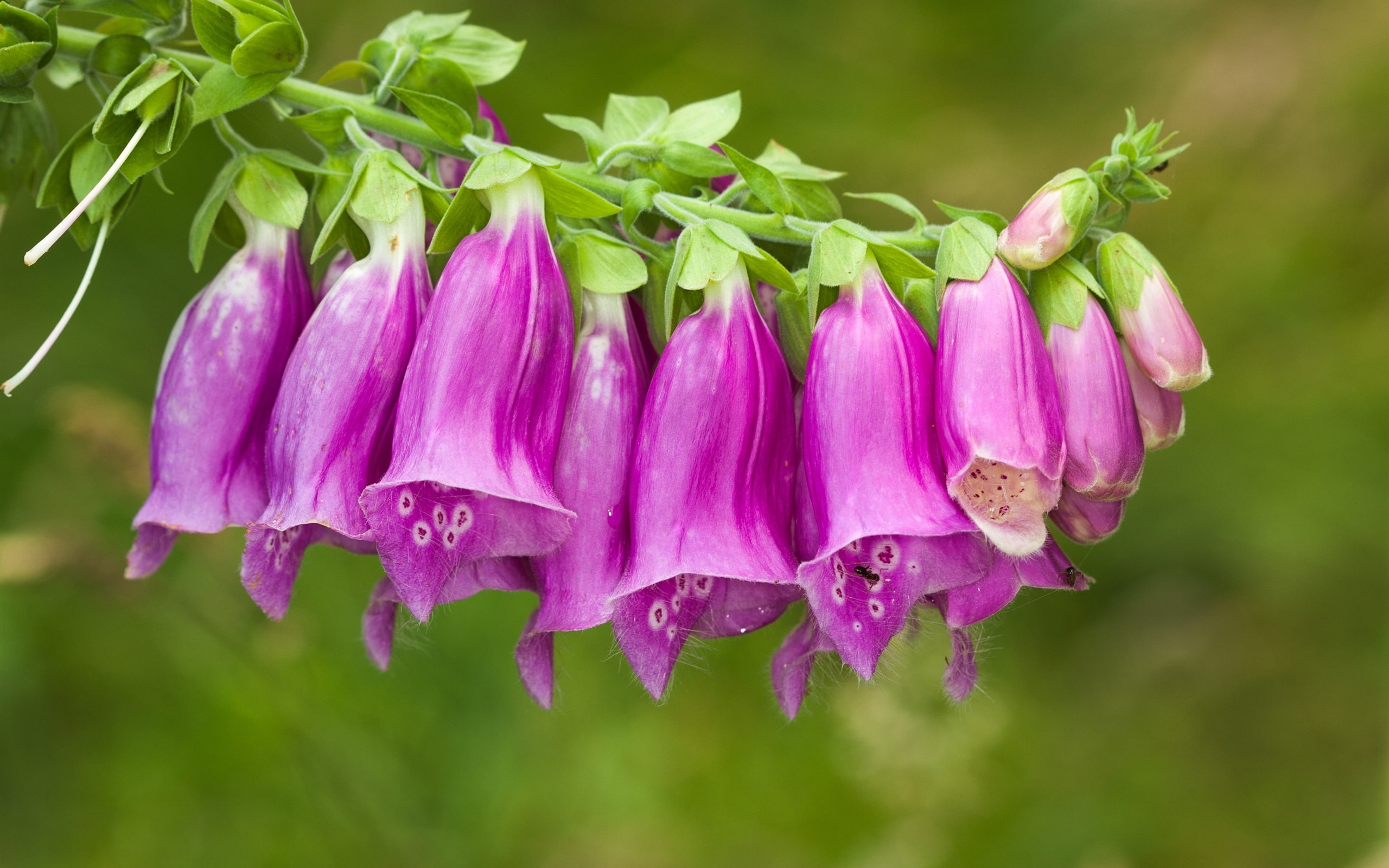 2K, close, Foxglove, Purple, Flowers, HD Wallpaper