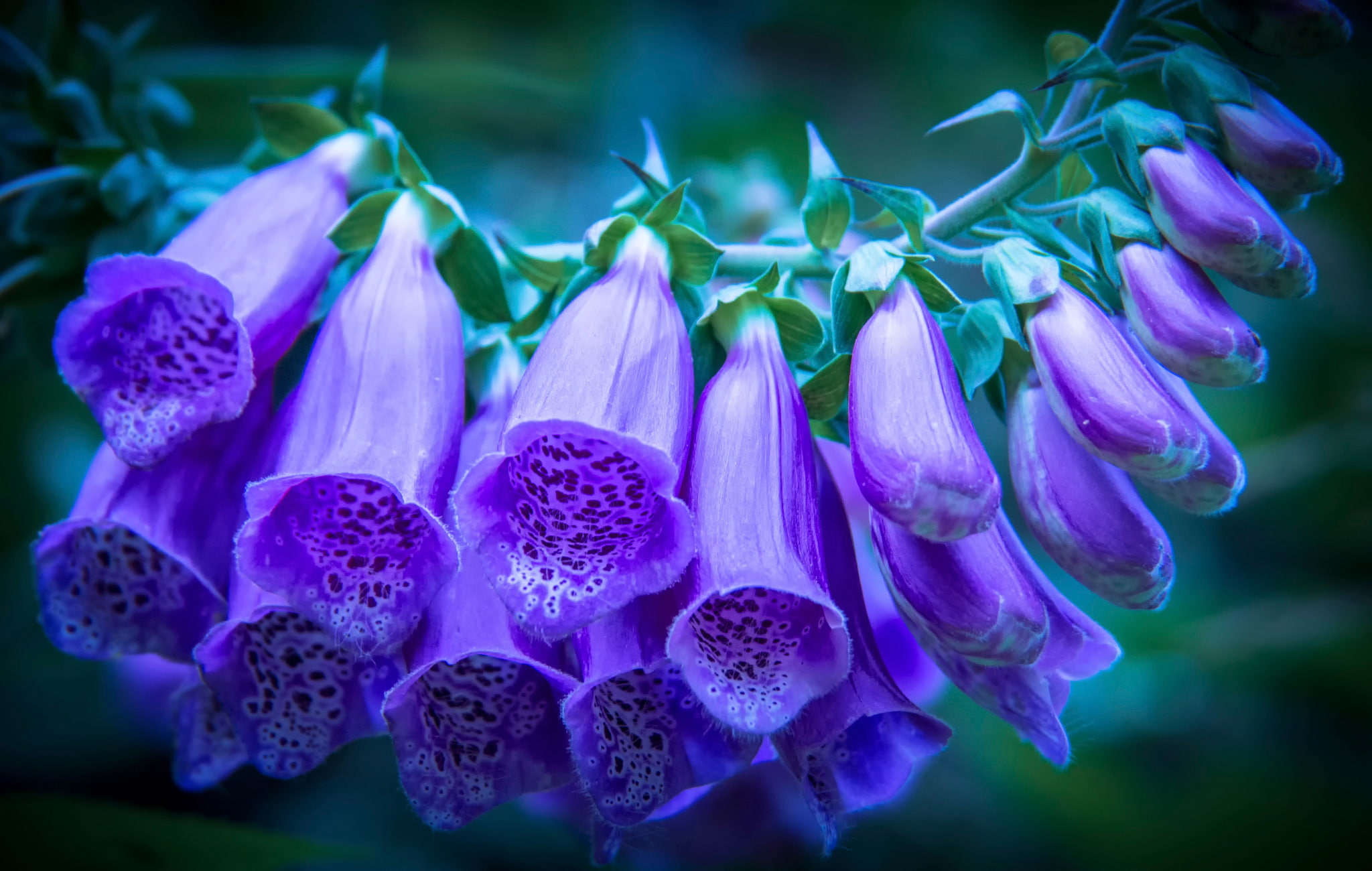 1080P, purple, buds, Foxglove, HD Wallpaper