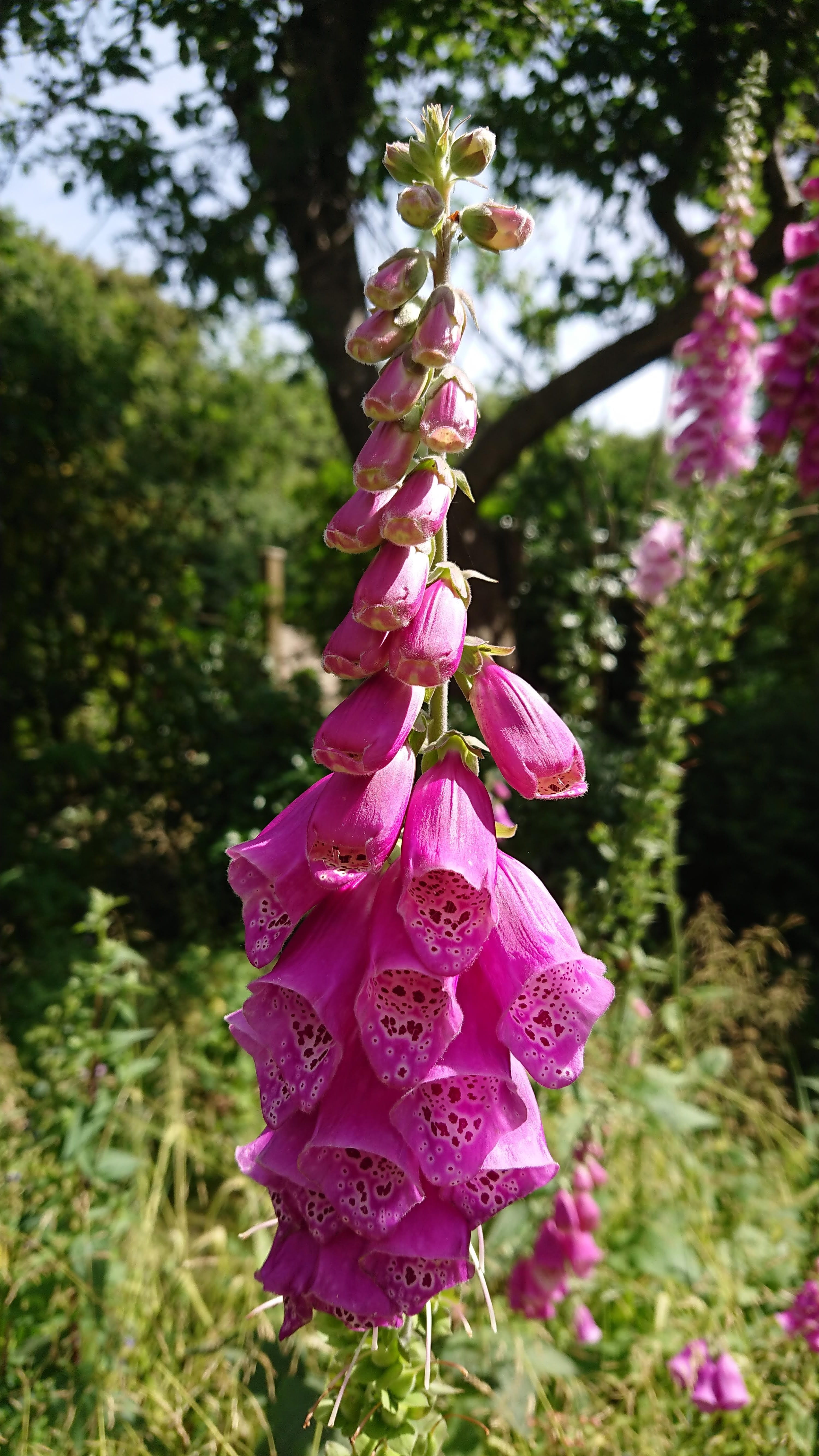 foxglove, purple, tree, 5K, flower head, flowering plant, plants, plant, inflorescence, freshness, growth, day, blossom, fragility, flora, flower, wildflowers, Phone HD Wallpaper