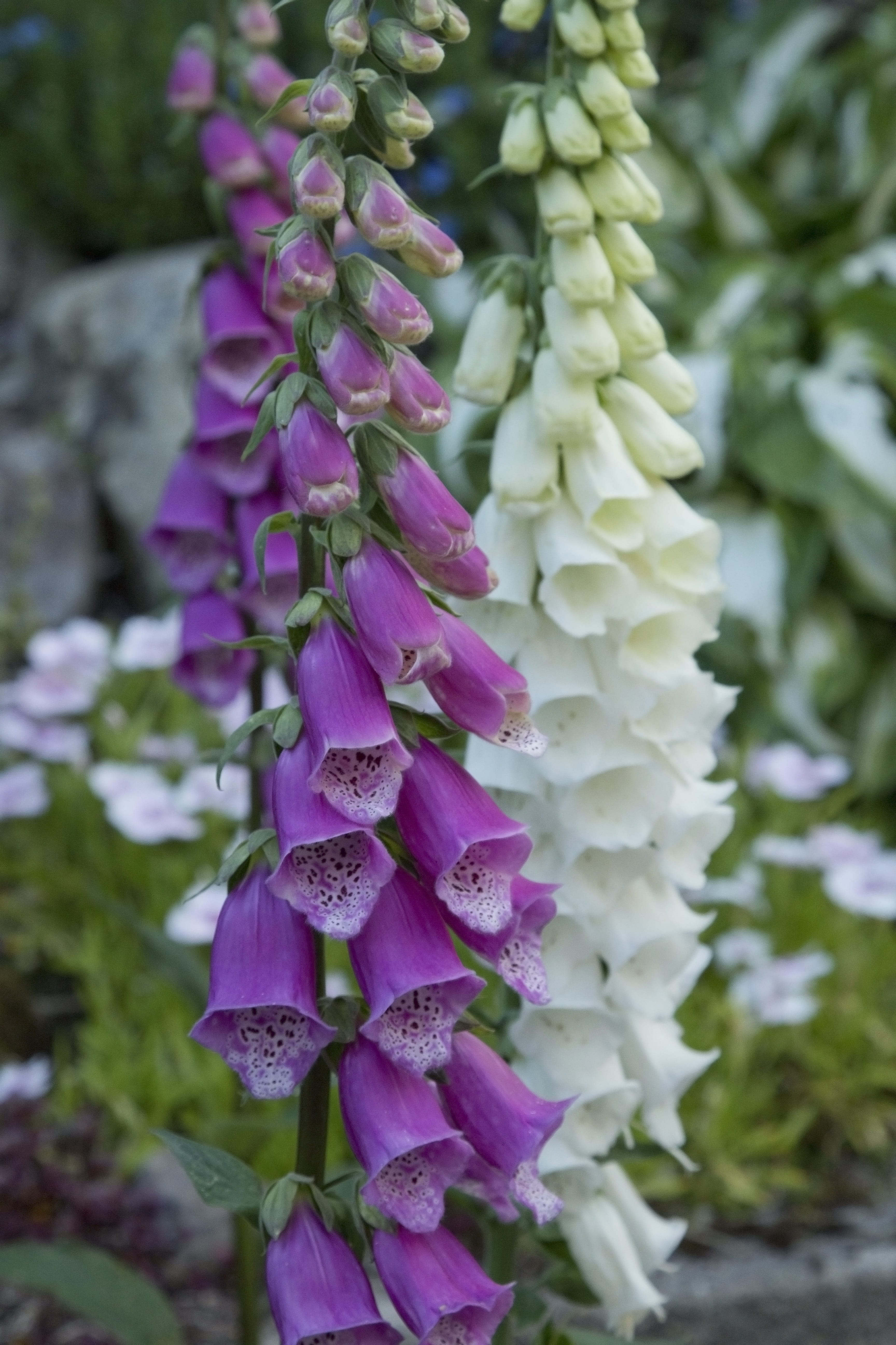 bunch of flowers, flowering plant, foxglove, freshness, focus on foreground, white, purple, 5K, close-up, inflorescence, selective focus, day, flower, Phone HD Wallpaper