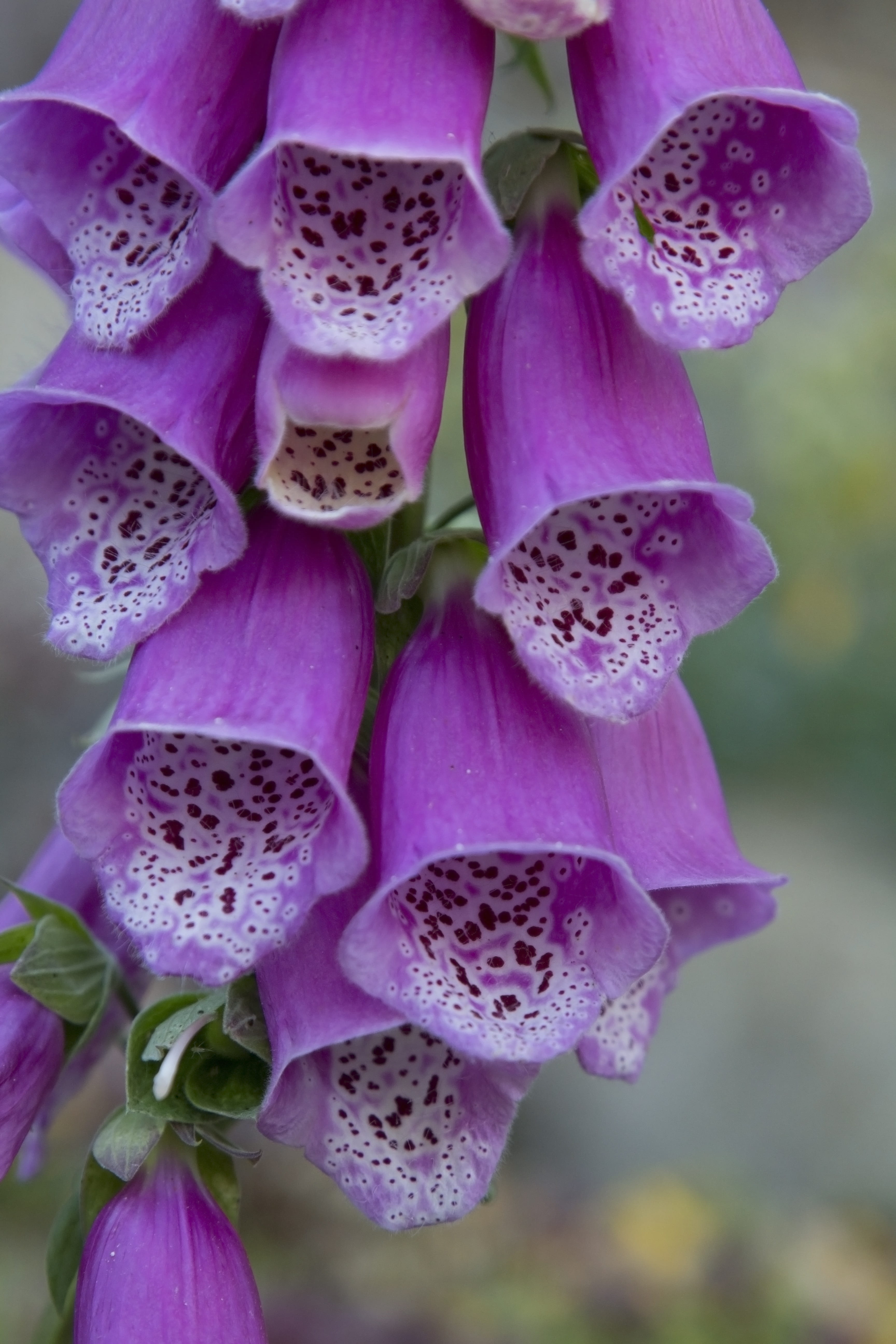nature, focus on foreground, outdoors, white, 5K, garden, inflorescence, foxgloves, day, foxglove, macro, plant, petal, beauty in nature, purple, pink color, Phone HD Wallpaper