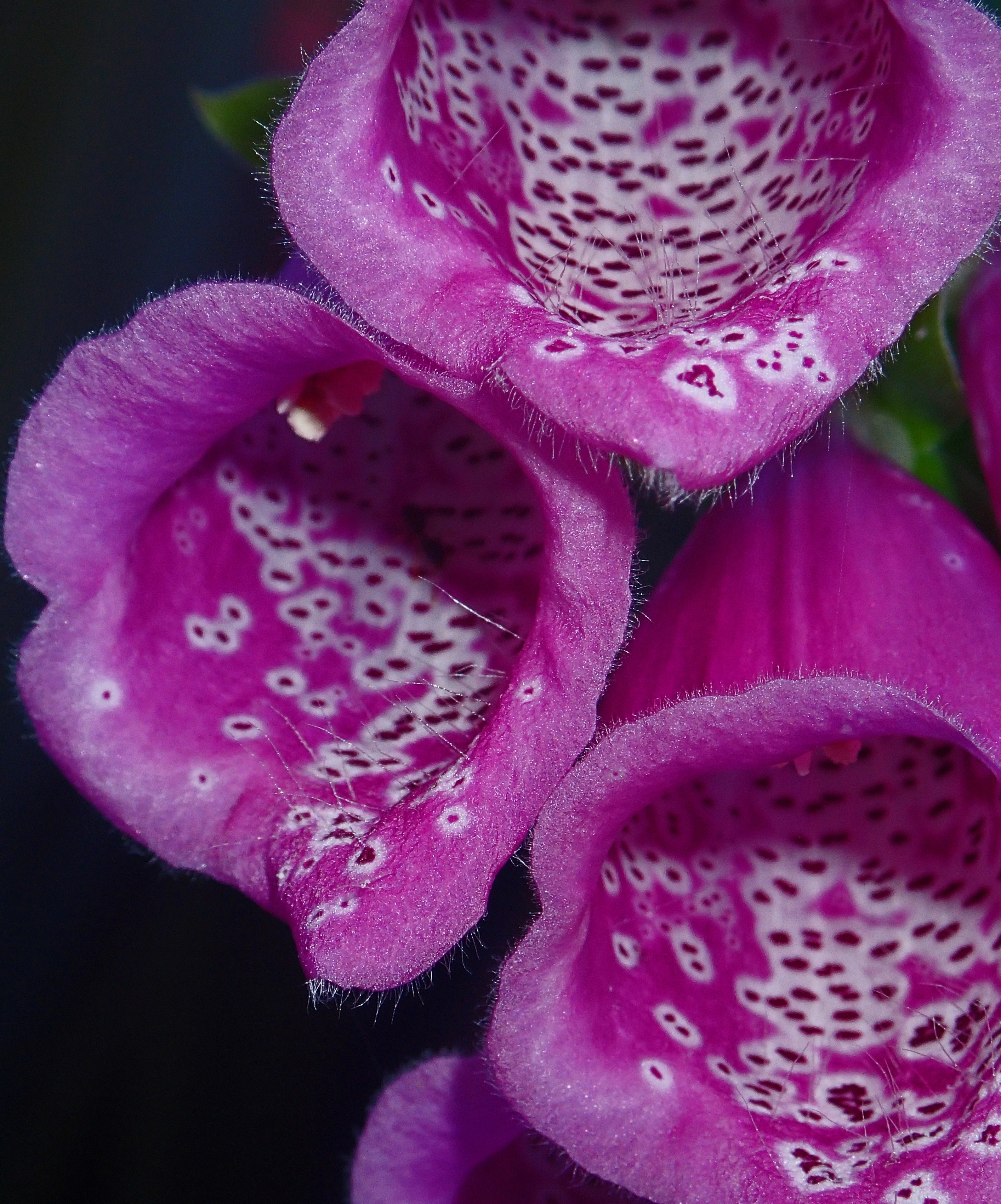 color, no people, vulnerability, colorful, 2K, plant, fragility, pollen, nature, close-up, foxglove, botany, purple, flowering plant, focus on foreground, Phone HD Wallpaper