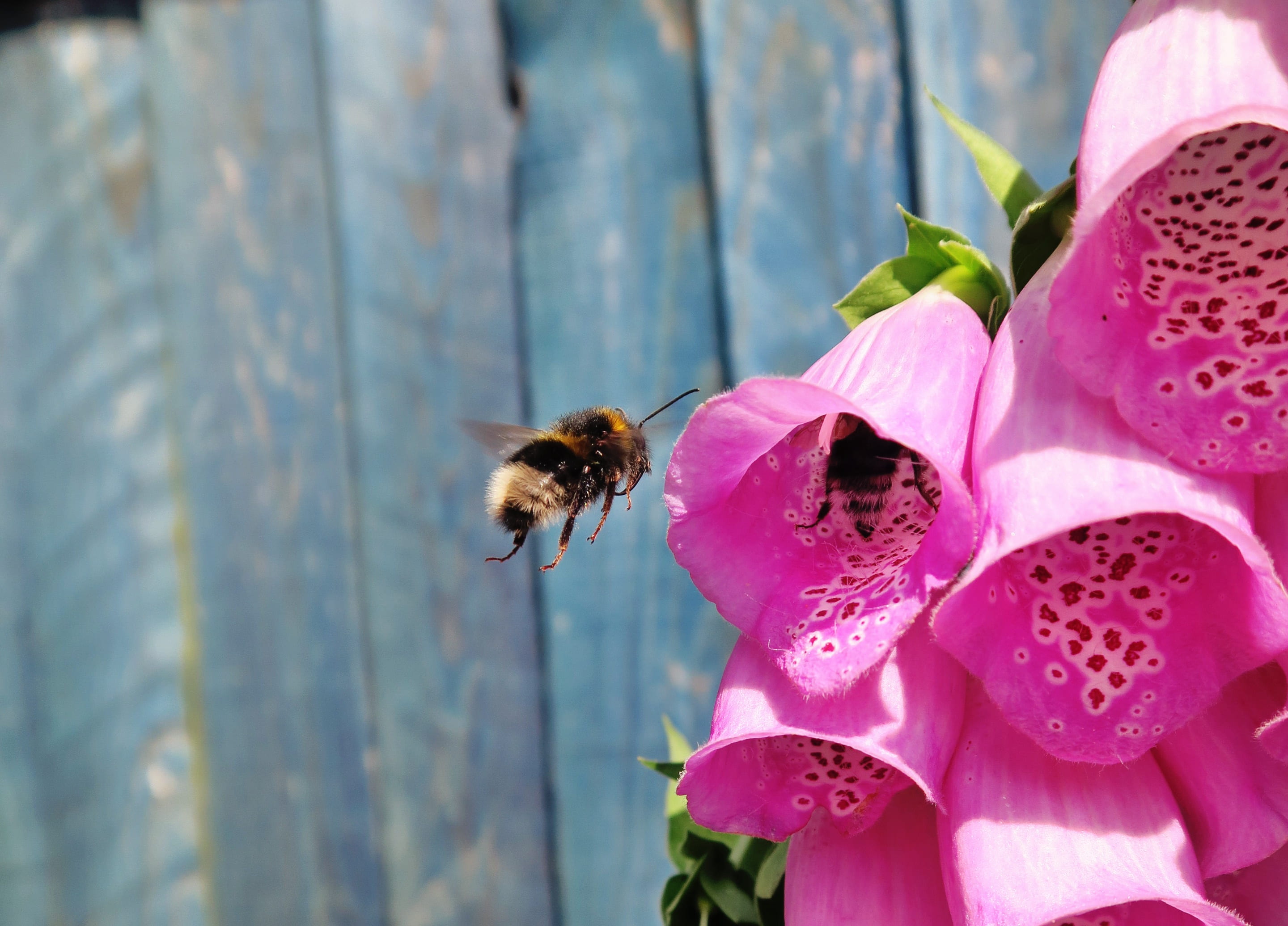 invertebrate, outdoors, 2K, madebybee, bumblebee, animals in the wild, flowering plant, purple, one animal, fragility, bee, close-up, beauty in nature, HD Wallpaper