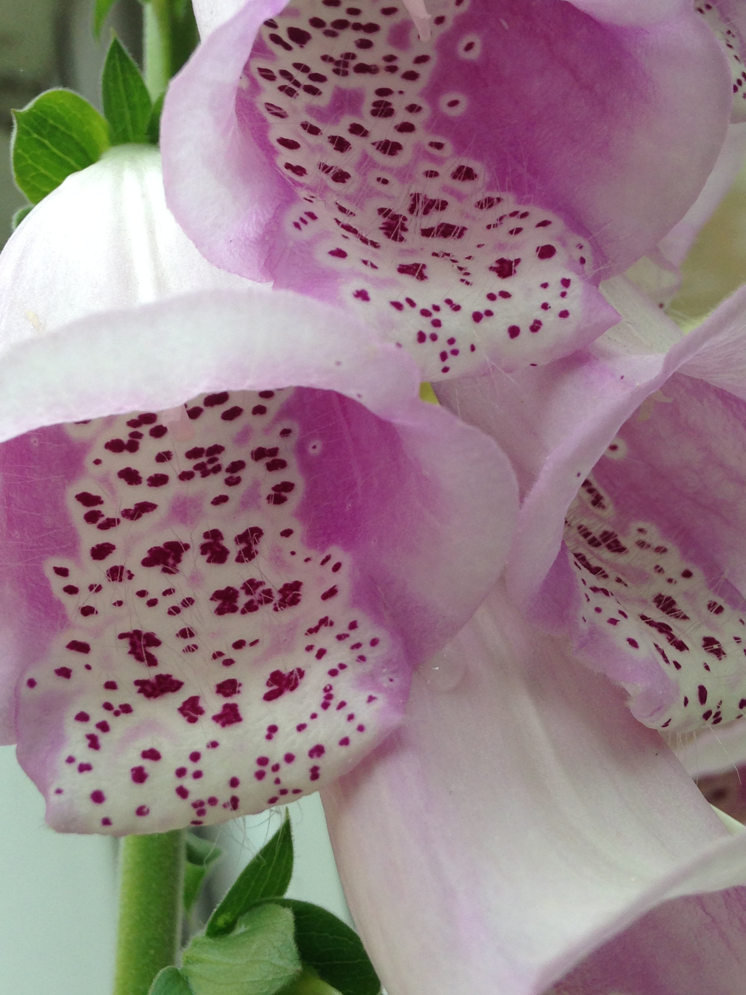 white, pitaya, 2K, pollen, inflorescence, purple, plant, close-up, petal, flower, fragility, beauty in nature, pink, flower head, garden, nature, day, Phone HD Wallpaper