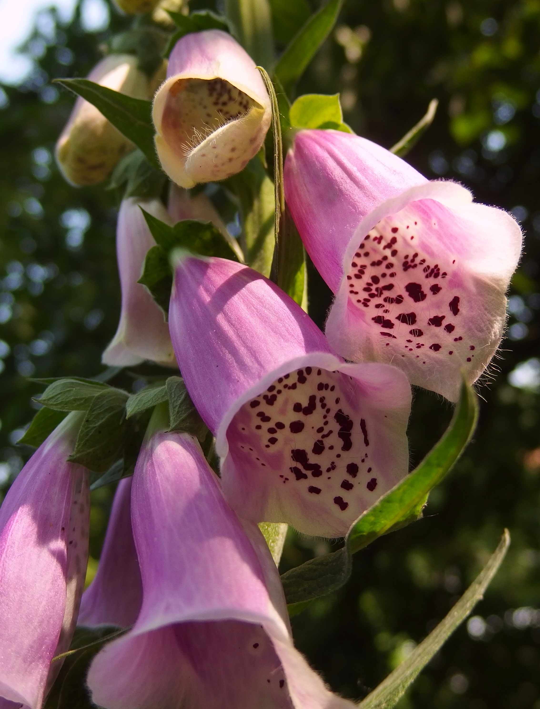 plant, freshness, growth, close-up, day, pink, pollen, purple, foxglove, flower, vulnerability, 2K, fragility, beauty in nature, focus on foreground, botany, Phone HD Wallpaper
