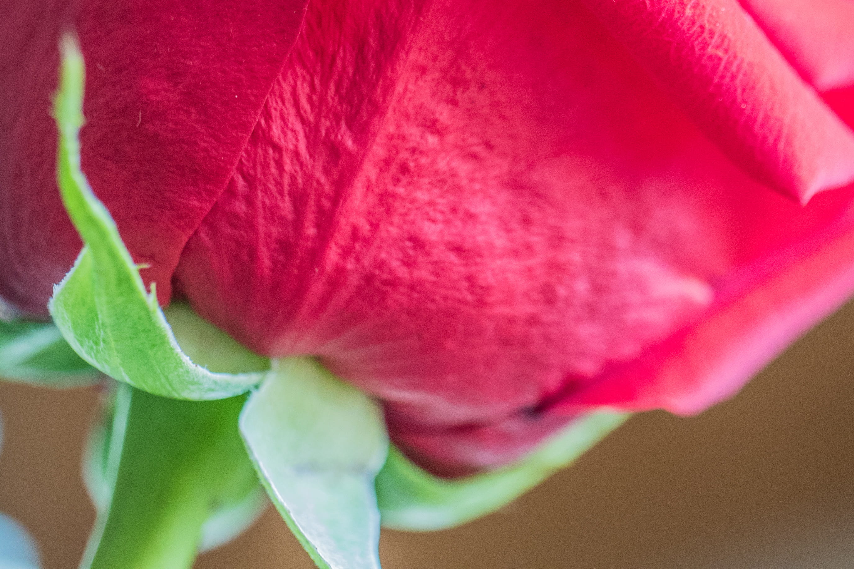 rose, flower head, close-up, andrena, fragility, tulip, pink color, iris, outdoors, veins, geranium, hibiscus, bud, peony, plant, droplet, 2K, flowering plant, HD Wallpaper