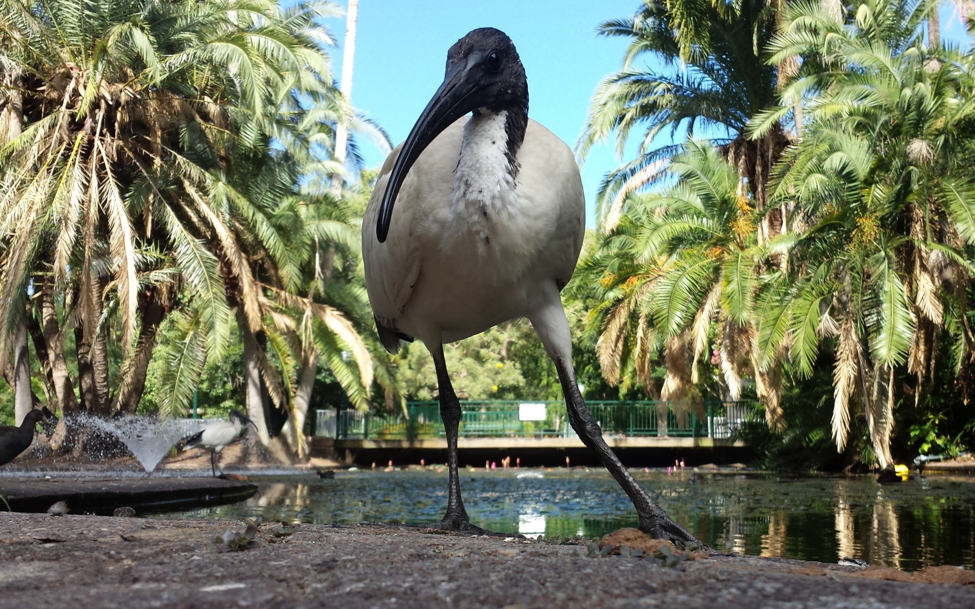 water, 1080P, sunlight, animal themes, day, perching, outdoors, plant, animal, ibis, tropical climate, sea, birds, no people, palm tree, animal wildlife, HD Wallpaper